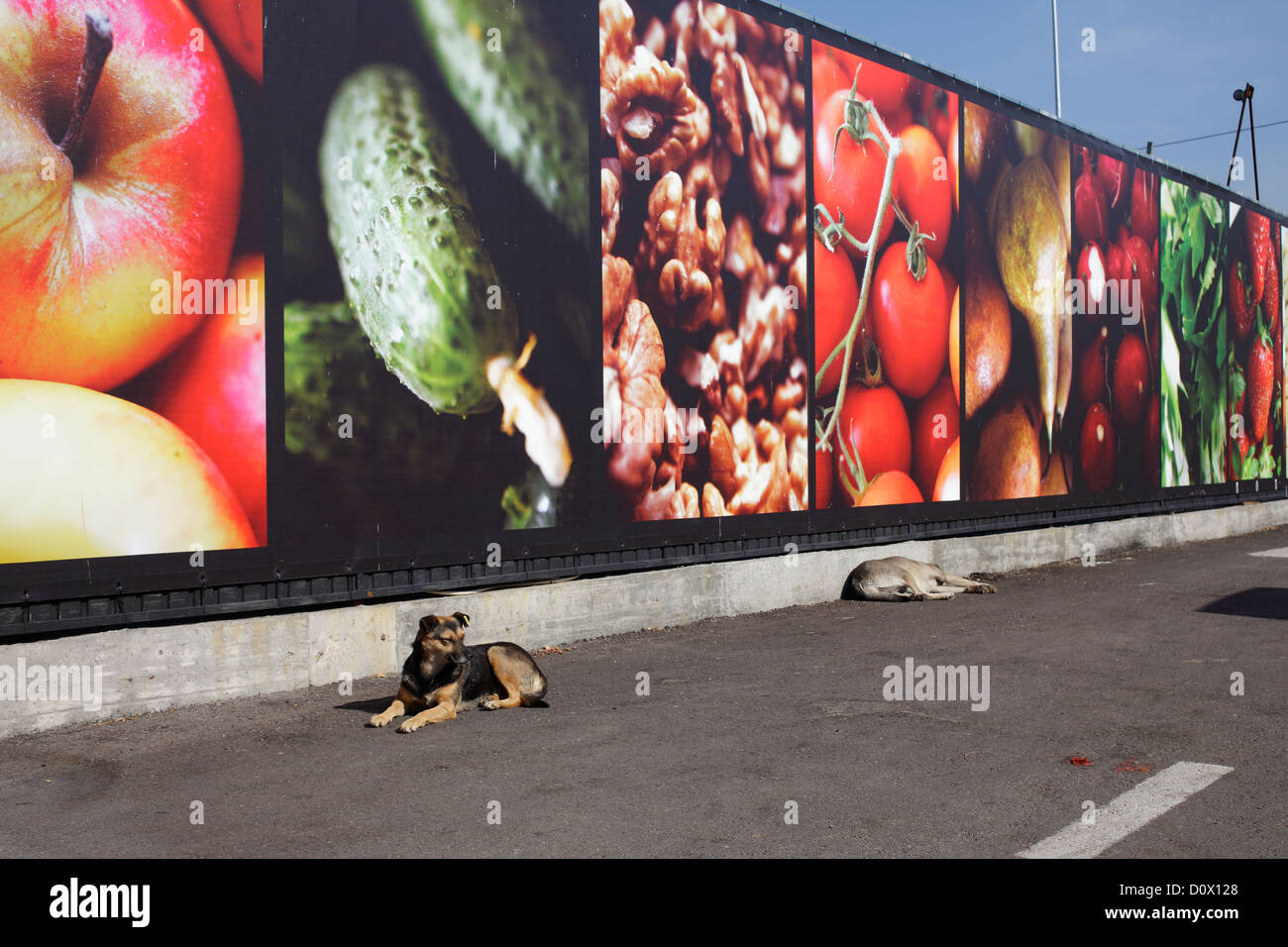 Bukarest, Rumänien, wilde Hunde vor der Werbung für Obst und Gemüse Stockfoto