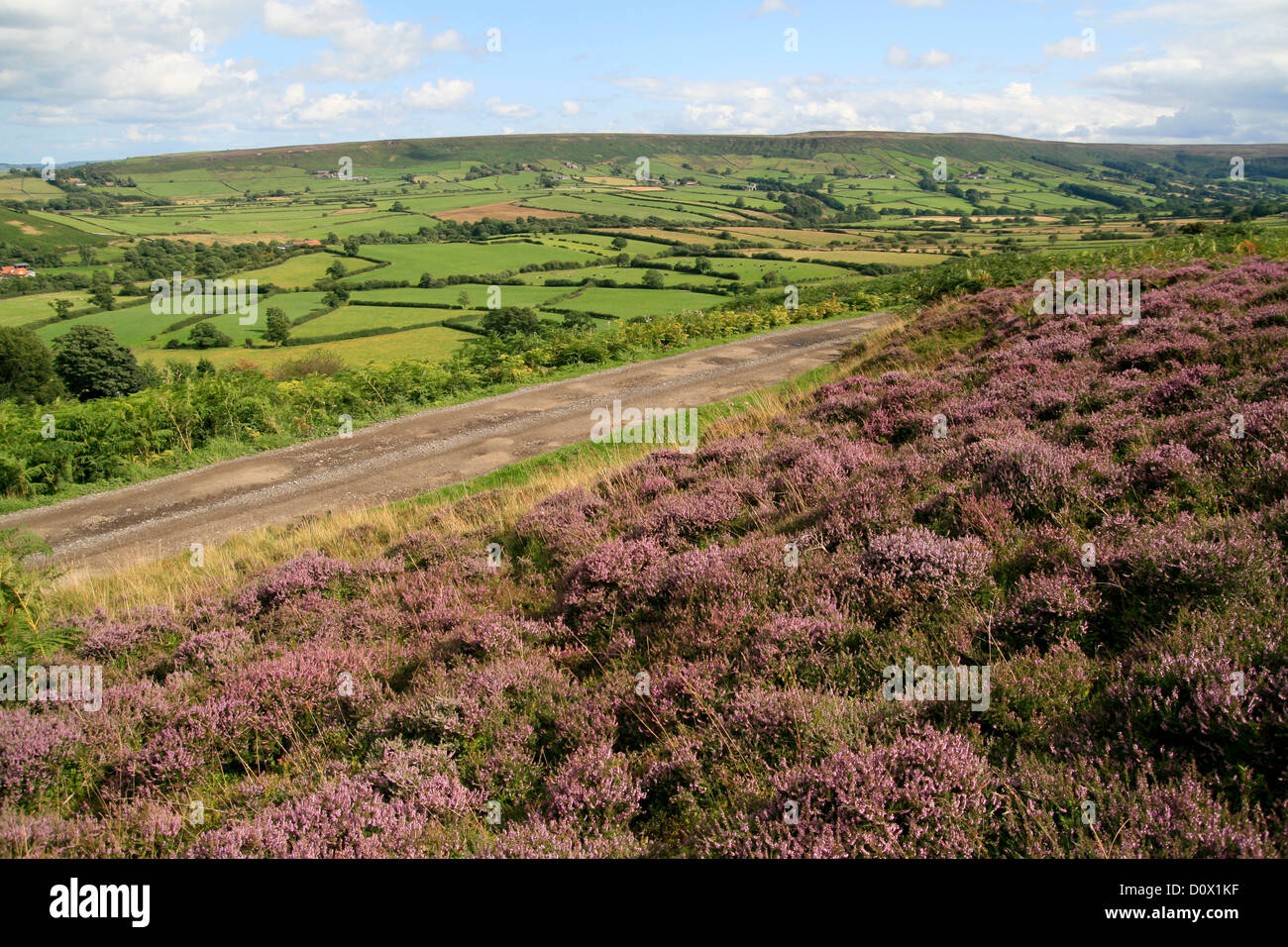 Heather Danby Dale von Castleton Rigg North Yorkshire England U Stockfoto