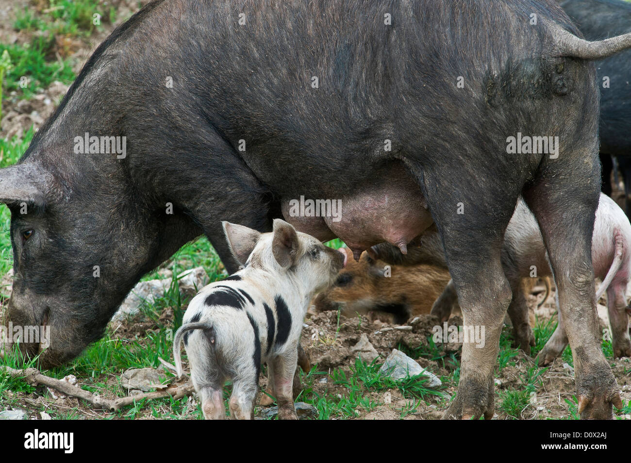 eine Sau mit ihren Ferkeln Spanferkel, Desulo, Provinz Nuoro, Sardinien, Italien Stockfoto