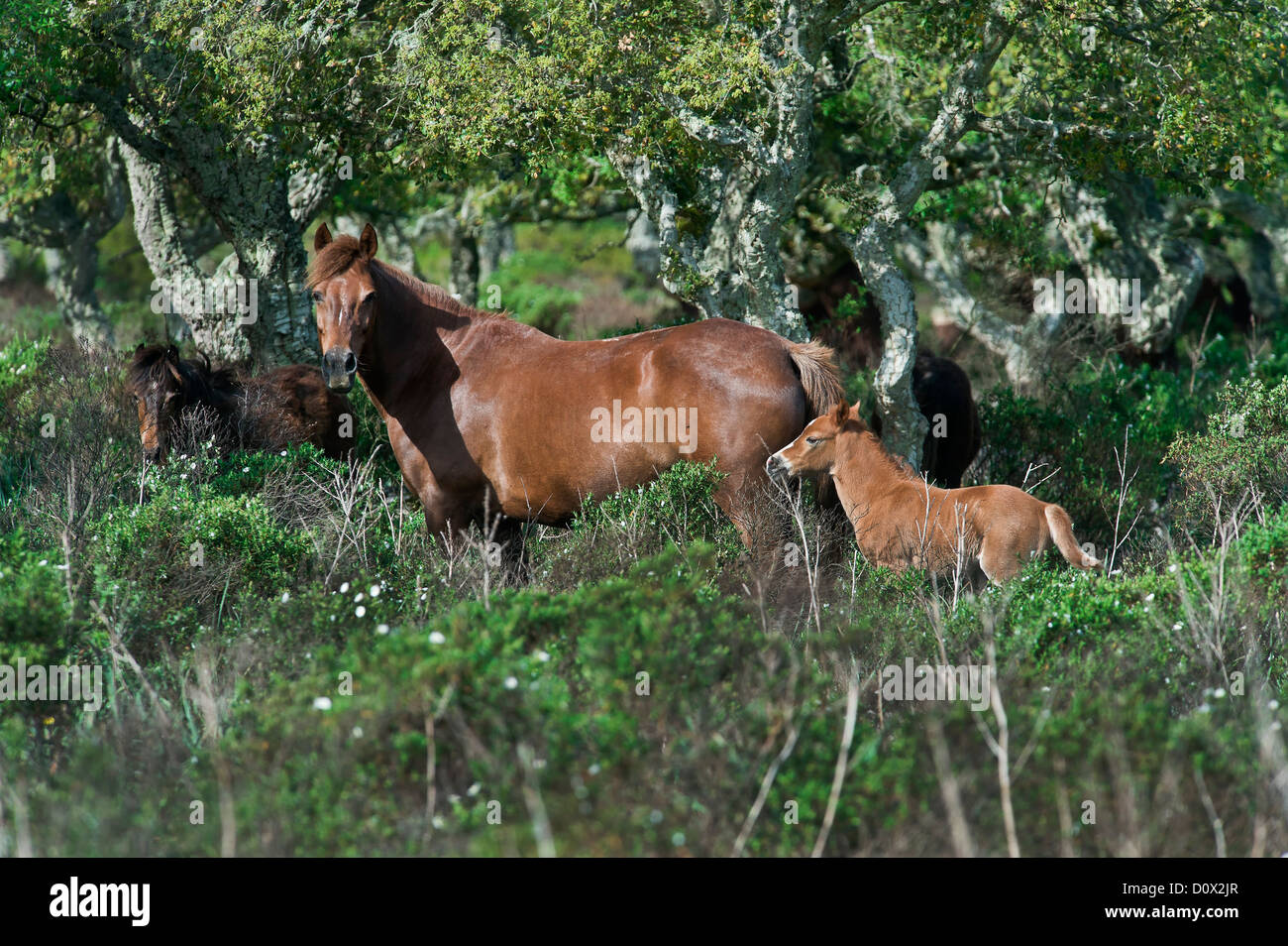 eine Stute mit Fohlen, Giara Gesturi Provinz Cagliari, Sardinien, Italien Stockfoto