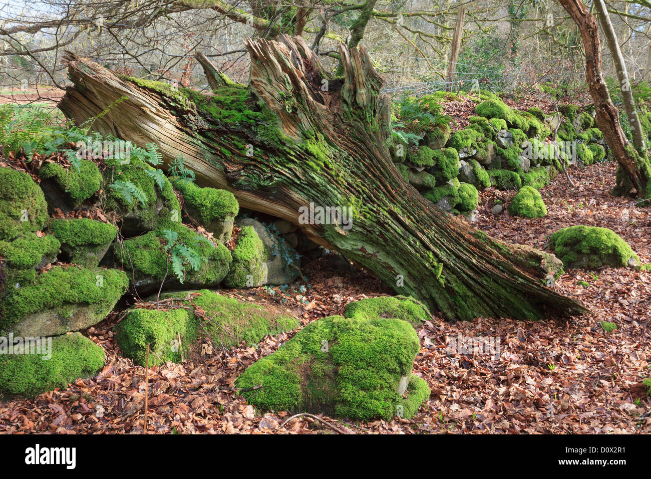 Faule gefallenen Baumstamm von einer alten Steinmauer bedeckt im Moos im Wald im Dwyfor Tal, Gwynedd, Nordwales, UK Stockfoto