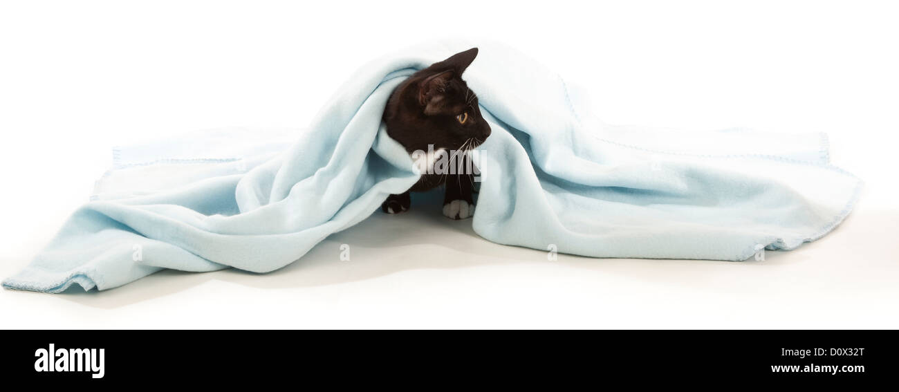 Eine junge schwarze Katze unter einem Pastell blaue Decke Stockfoto