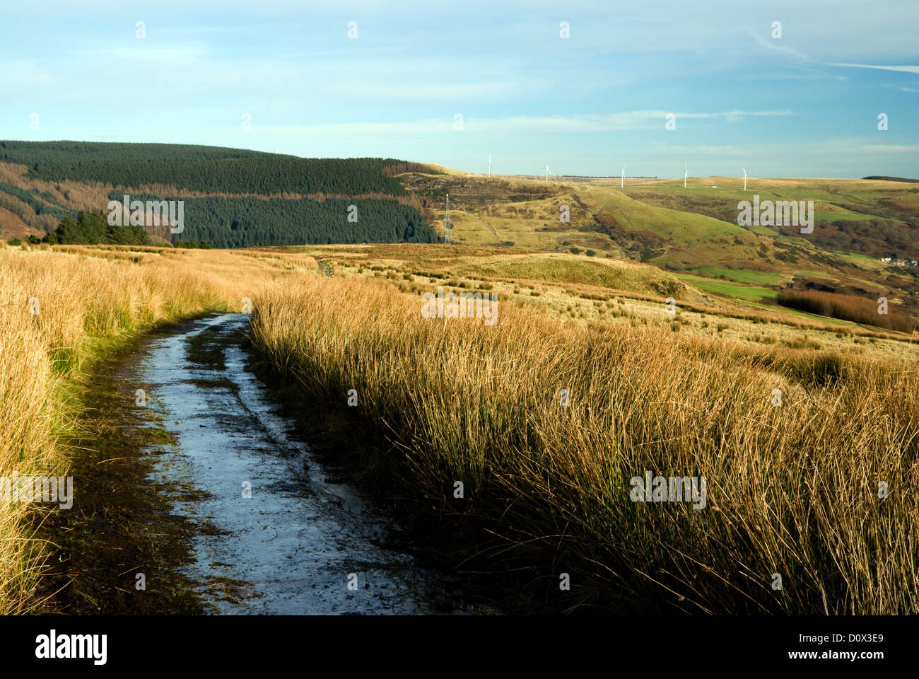 Pfad durch Mynydd Maendy, Treorchy, Rhondda Valley, Südwales großbritannien Stockfoto