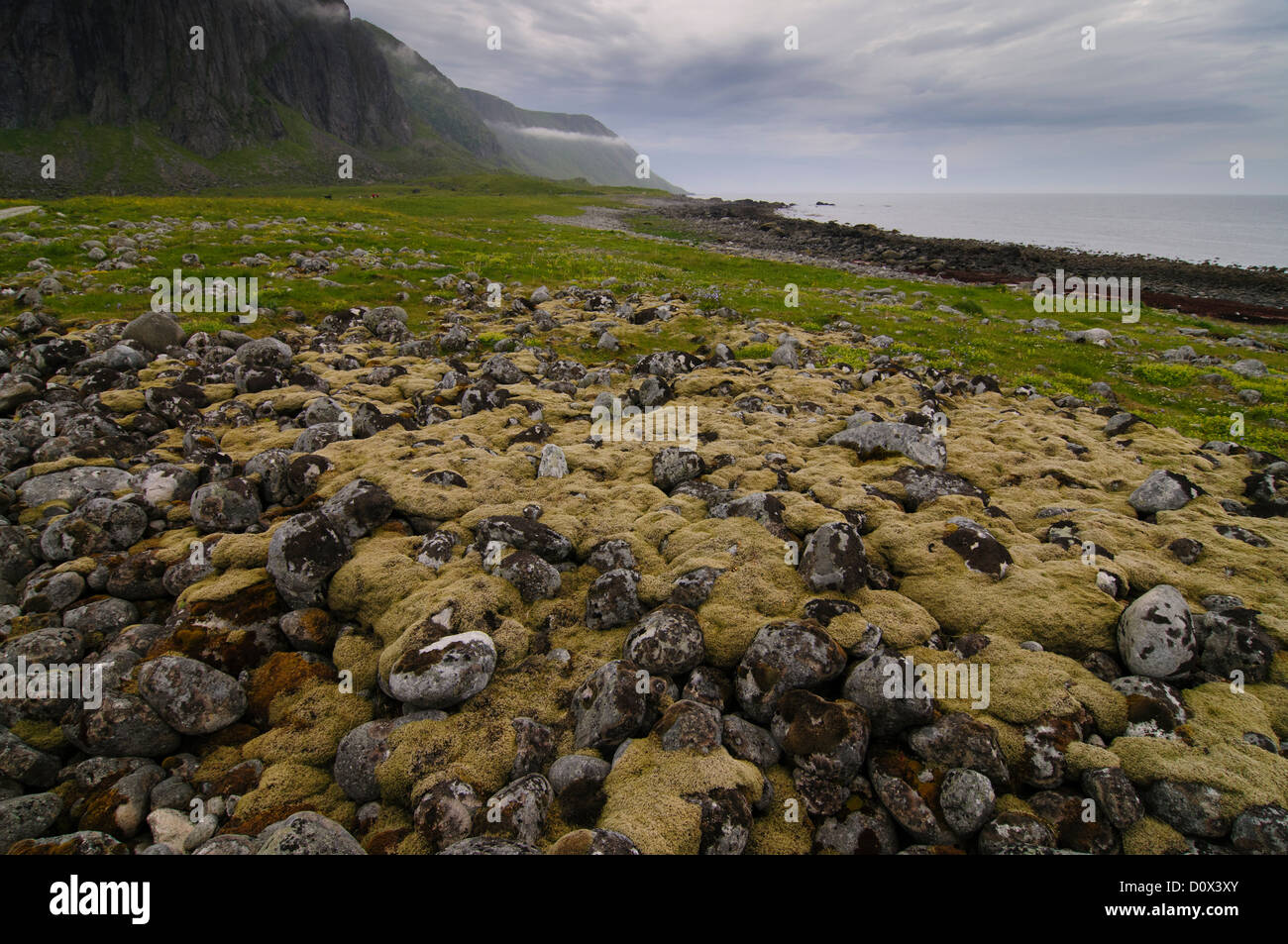 Steinen und Kieseln bedeckt in Moosen an der Küste einer Lofoten-Insel in der Nähe von Eggum in Norwegen Stockfoto