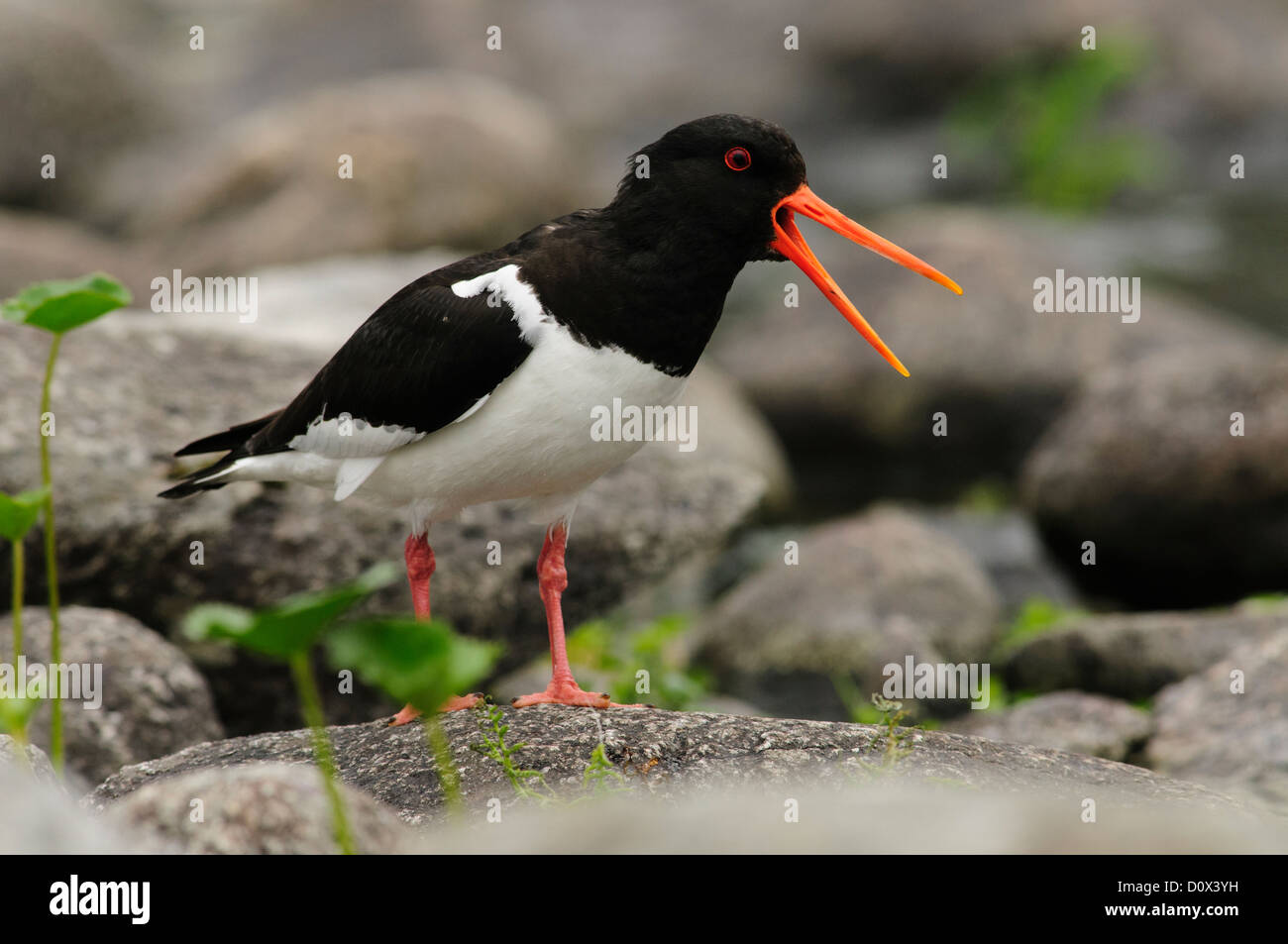 Austernfischer aufrufen Stockfoto