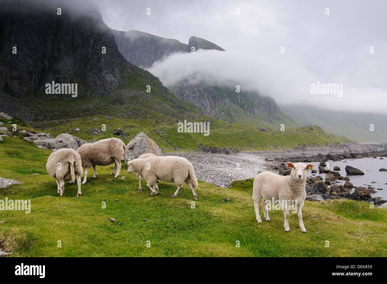 Schafe an der Küste in der Nähe von Eggum, Lofoten, Norwegen Stockfoto