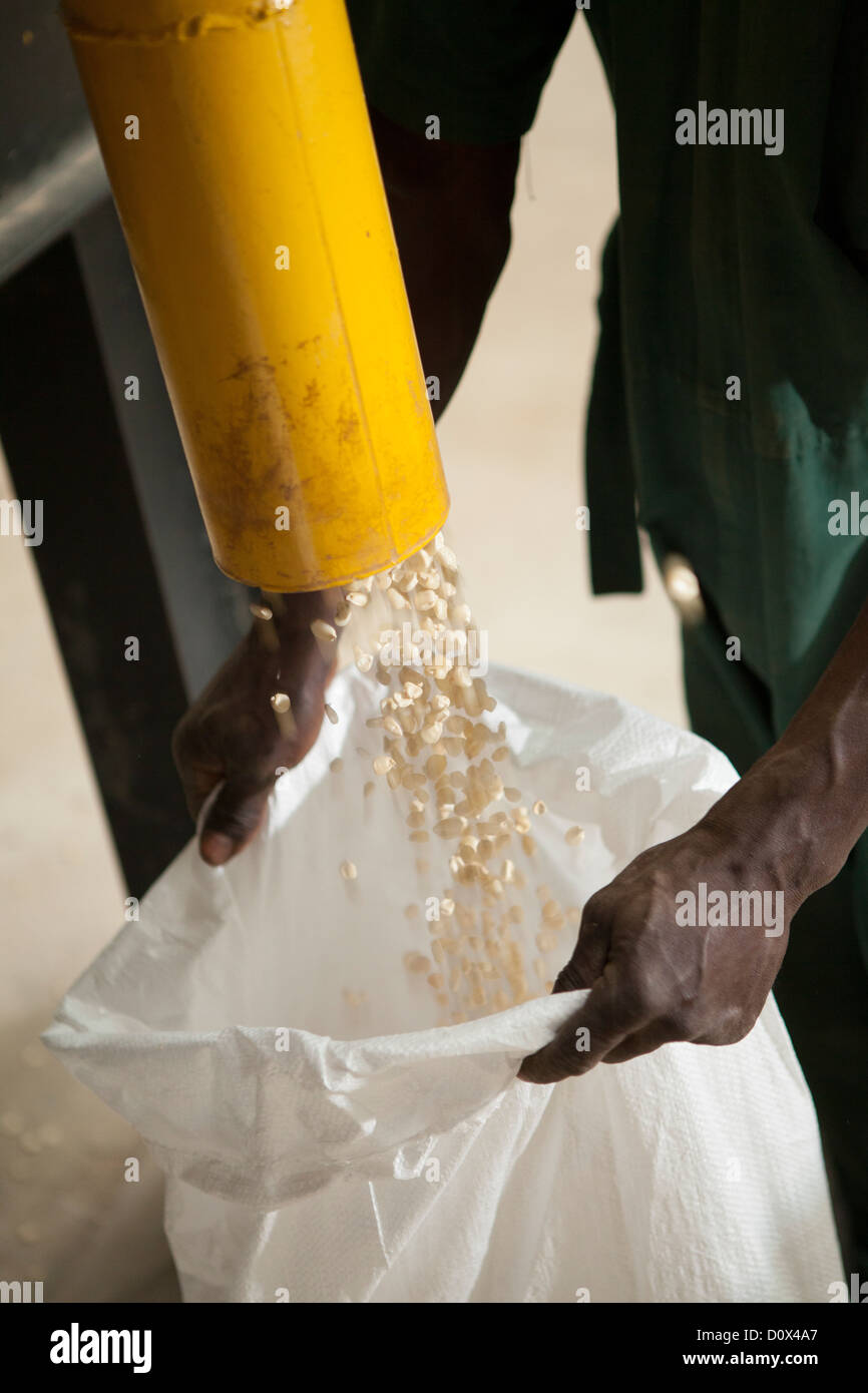 Arbeiter füllen Säcke von Mais in einem Lagerhaus in Kampala, Uganda, Ostafrika. Stockfoto