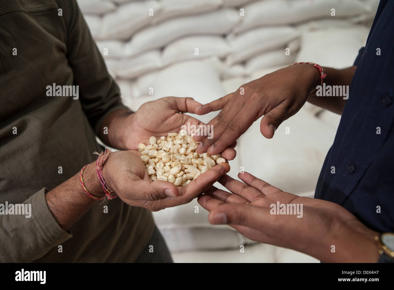 Arbeiter analysieren Maiskörner in einem Lagerhaus in Kampala, Uganda, Ostafrika. Stockfoto