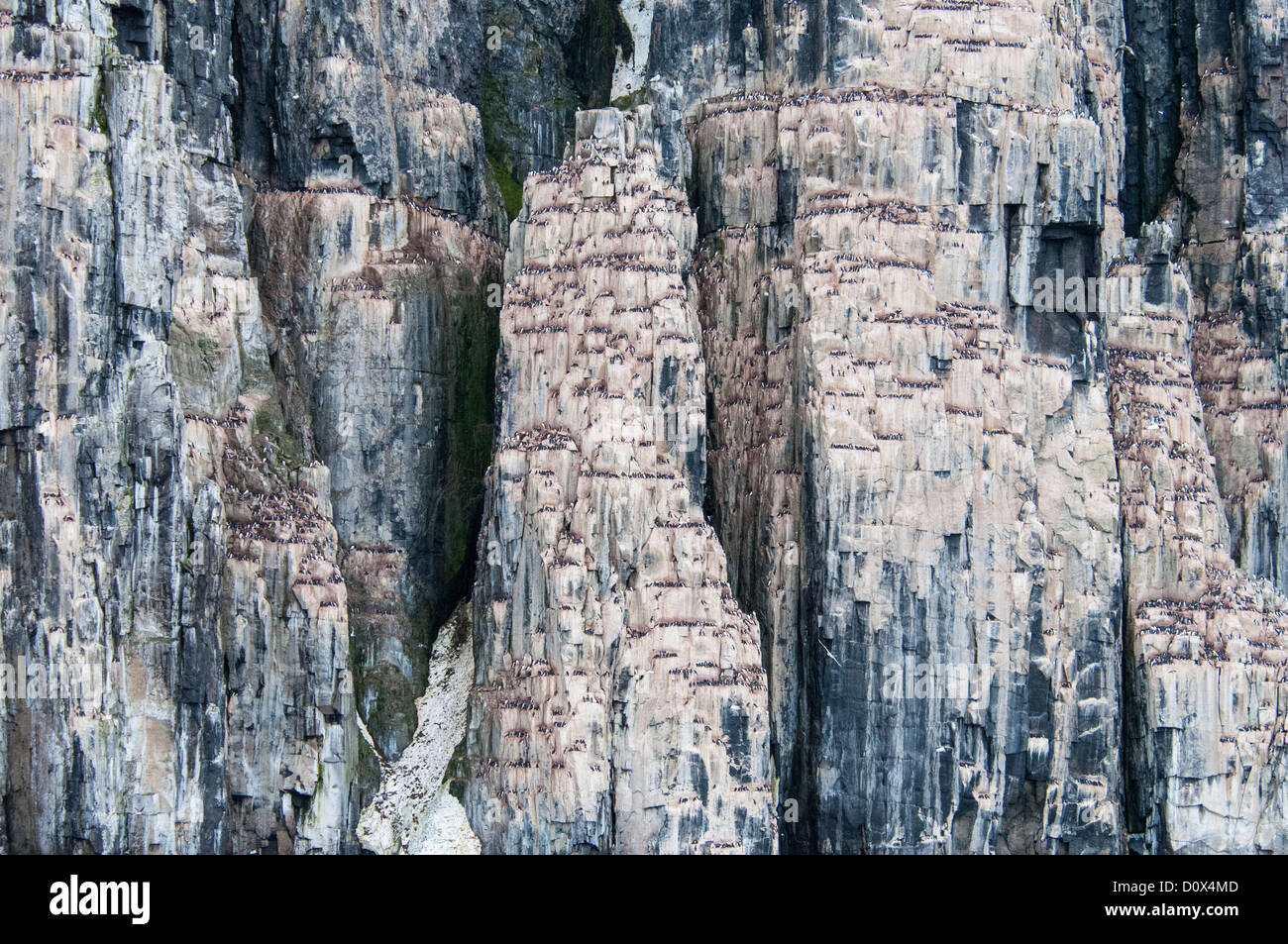 Dick-Billed wärmeren oder Brunniches Trottellummen, Uria Lomvia nisten Alkefjellet, Cape Fanshaw, Hinlopen Strait, Kolonie, Svalbard Stockfoto