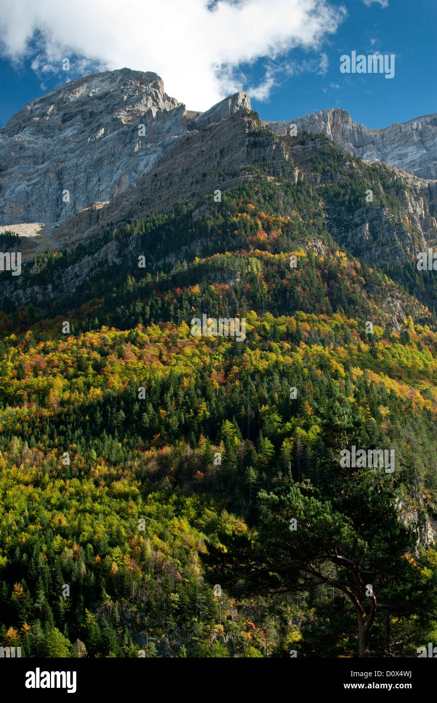 Herbstwald im Bujaruelo Tal, Ordesa & Monte Perdido Nationalpark Stockfoto