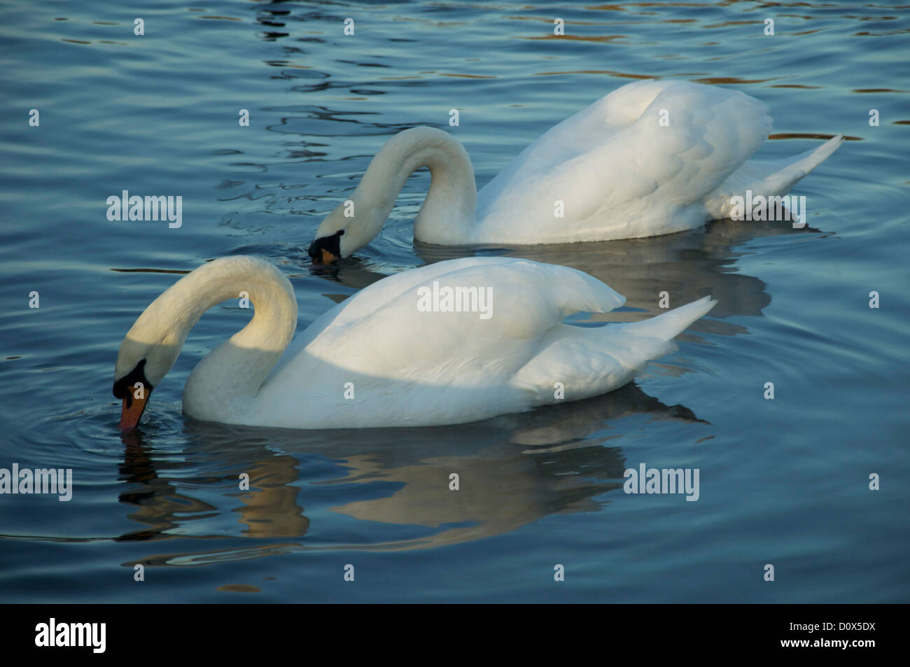 Zwei grazile Schwäne schwimmen in einem See Stockfoto