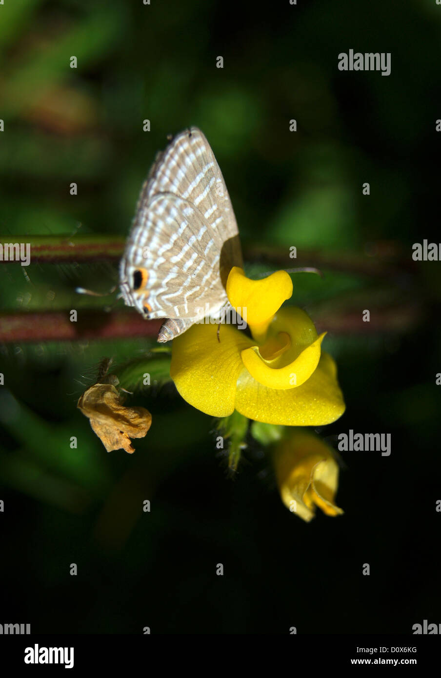 Gemeinsamen himmelblauen Schmetterling saugen Honig aus Wiesenblumen an tropischen westlichen Ghats von Kerala Indien Stockfoto