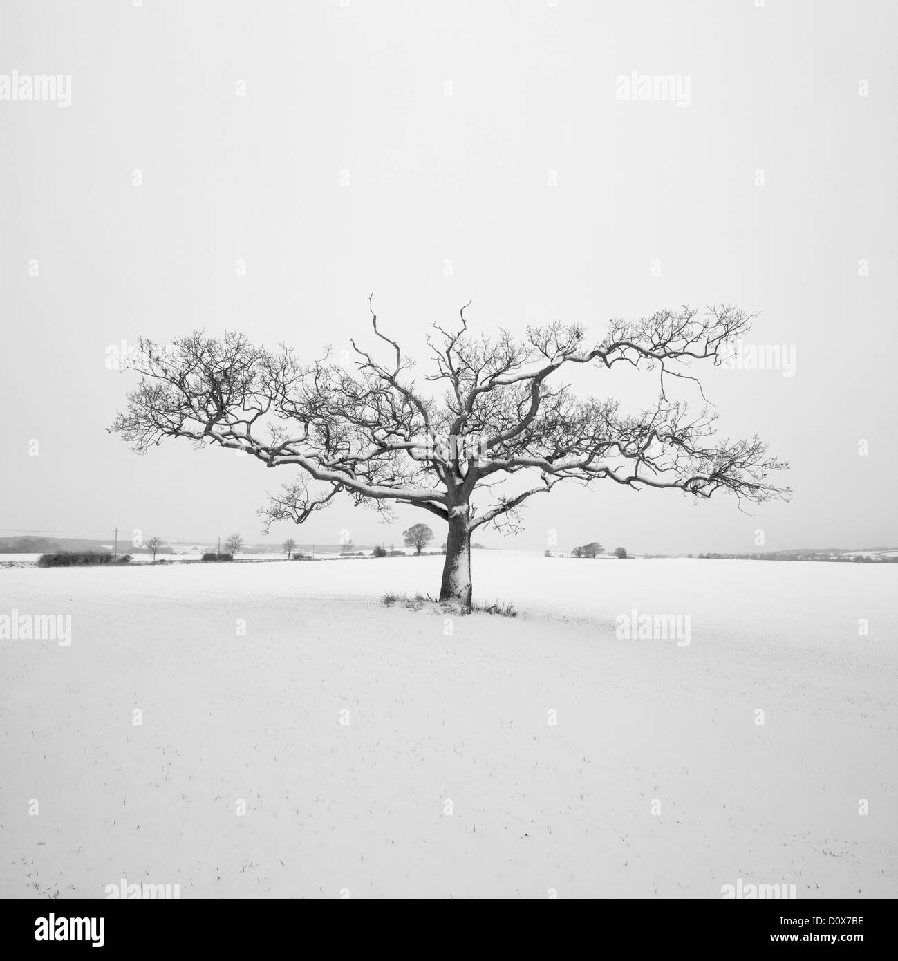 Eine alte Eiche im Winterschnee. Appledore, Kent Stockfoto