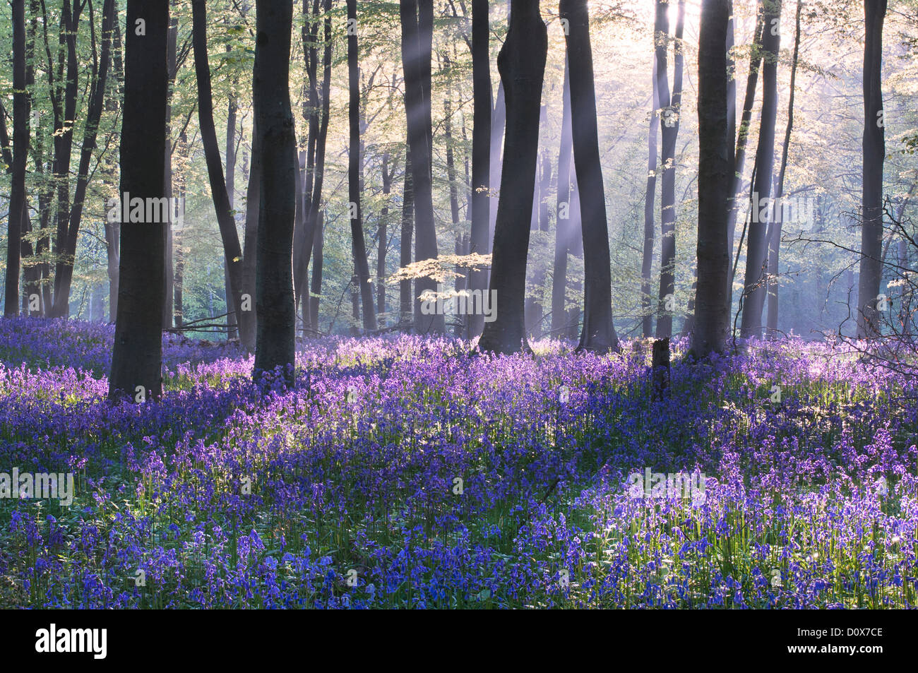 Fantastische Lichtstrahlen beleuchten die Glockenblumen auf dem Waldboden auf Micheldever Holz. Stockfoto