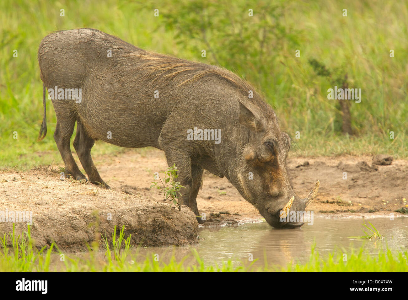 Warzenschwein mit einem Morgen brechen, bevor die Hitze des Tages Stockfoto