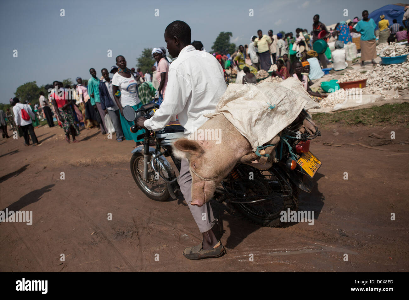 Ein Mann transportiert ein Schwein durch Katakwi Markt, Uganda, Ostafrika. Stockfoto