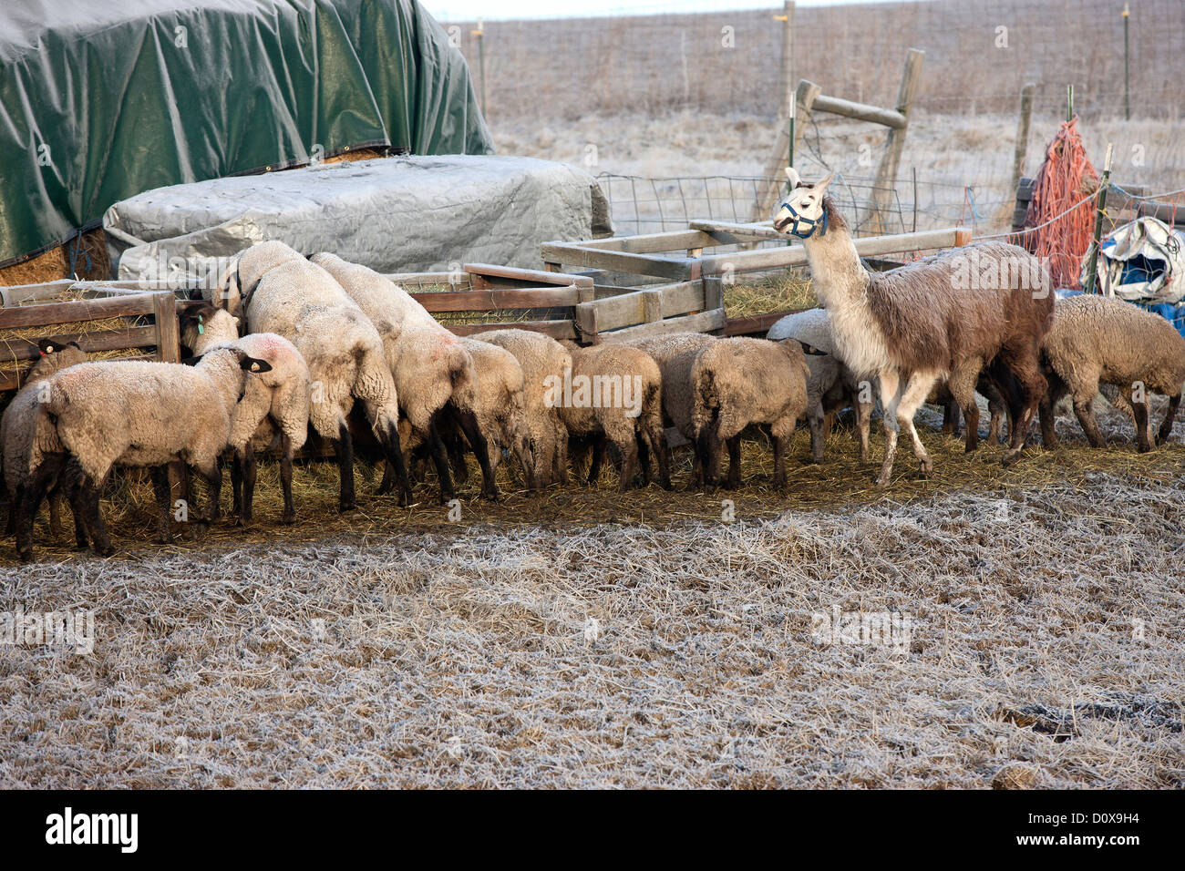 Schafe und ein Lama sind bei der Fütterung der Trog. Stockfoto