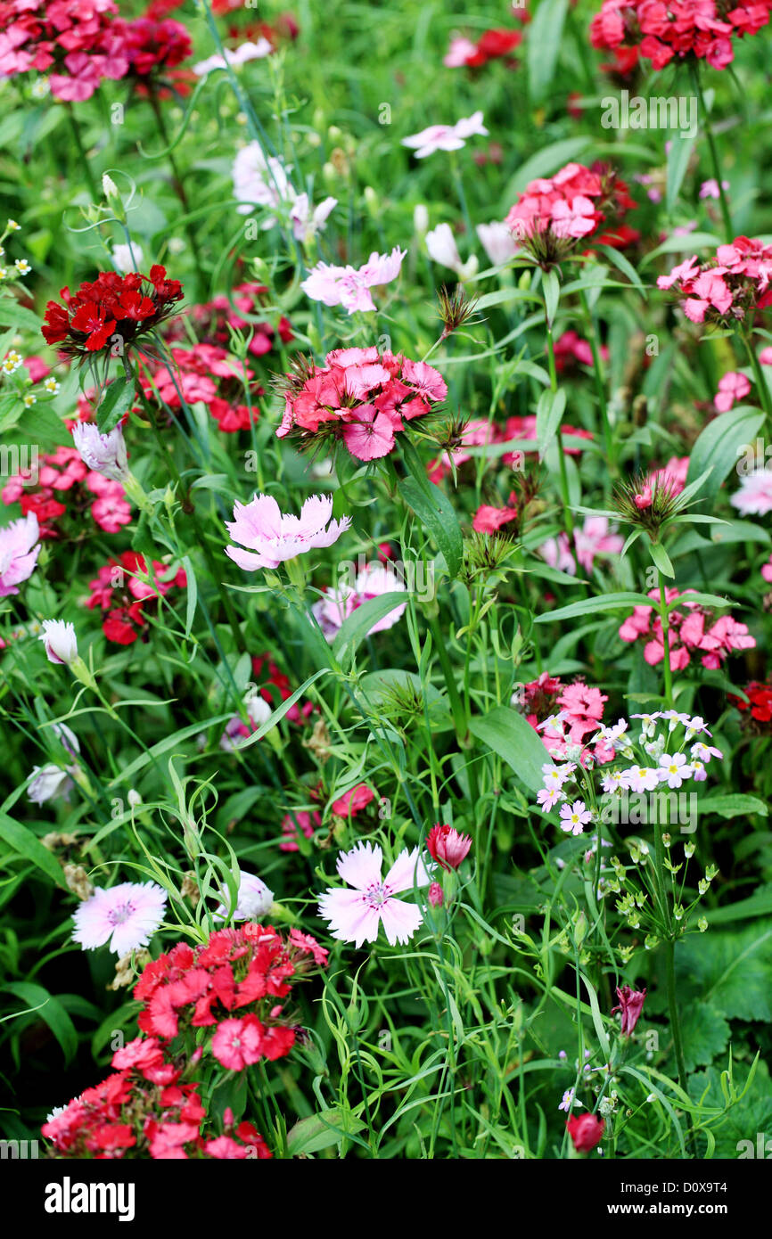 Schöne Blumen in einem Garten Stockfoto