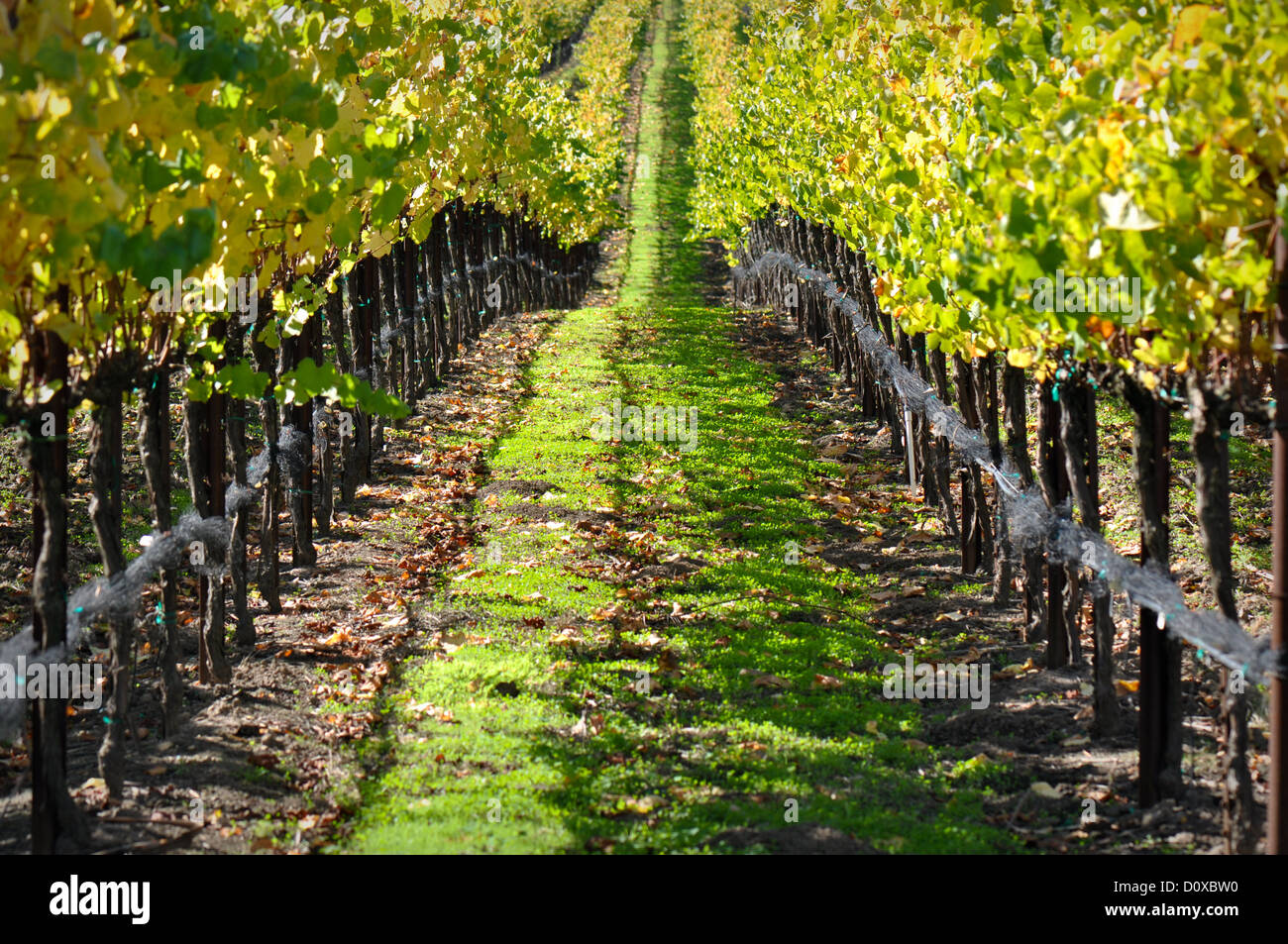 Herbst-Weingut im Napa Valley Stockfoto