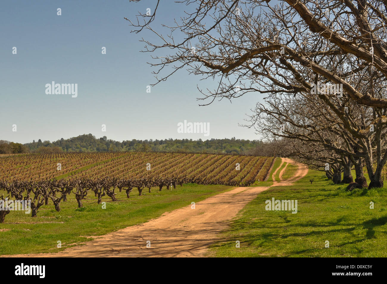 Mehrere Bäume umrahmen schönen Weinberg und Straße Stockfoto