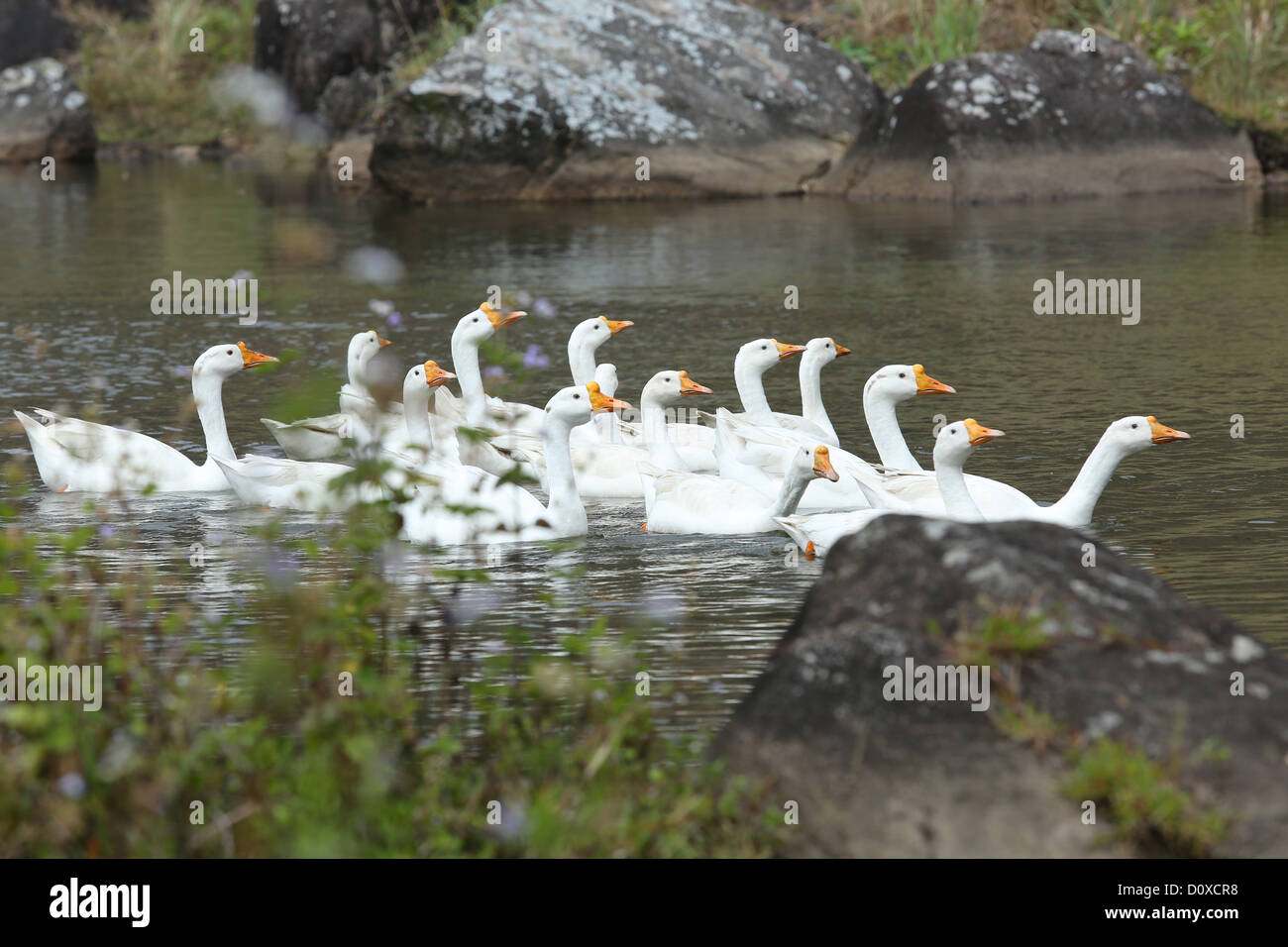 Weiße Ente Stockfoto