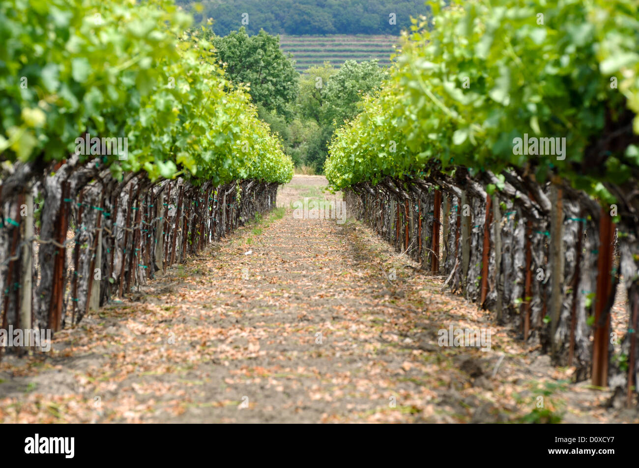 Frühling-Weingut in Napa Valley in Kalifornien Stockfoto