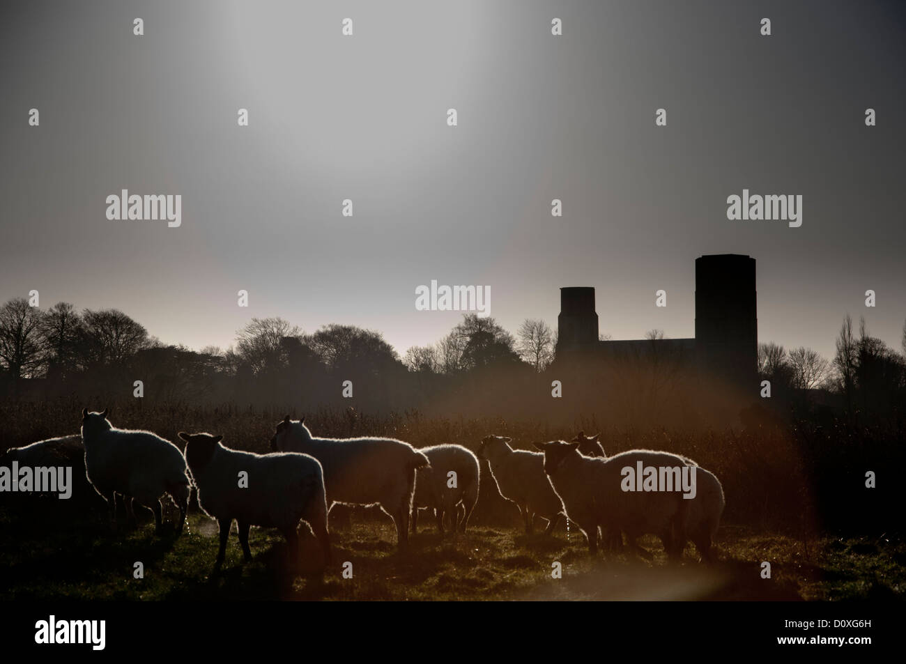 Schafe im Feld mit Wymondham Abbey Kirche Stockfoto