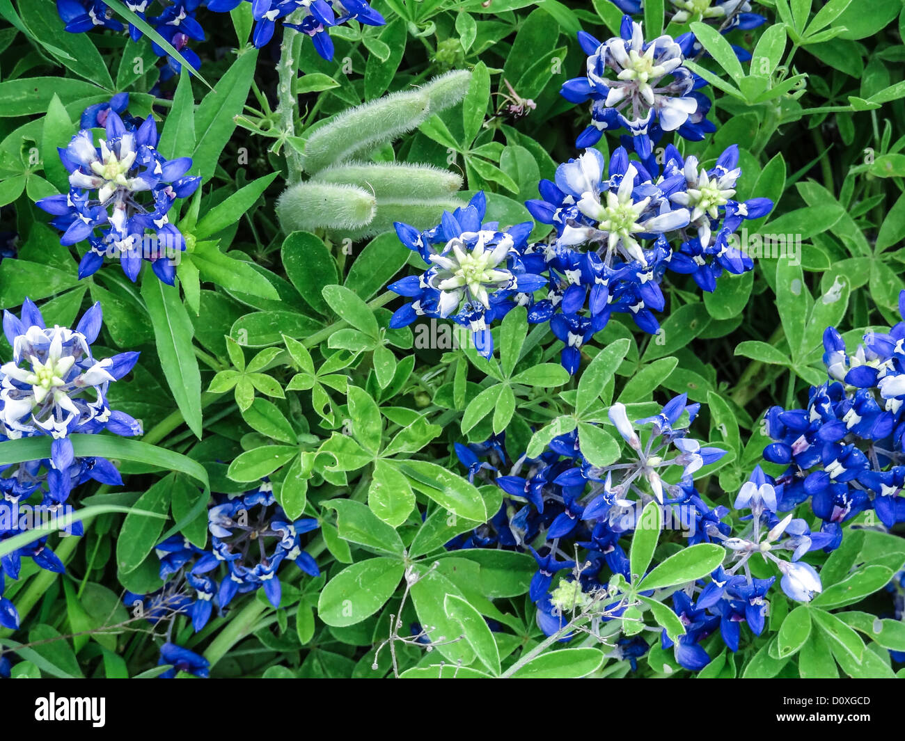 Ennis, Lupinus Texensis, Texas, USA, zweijährige Pflanze, Feld, Kornblumen, Spring, Texas, Wildblumen Stockfoto