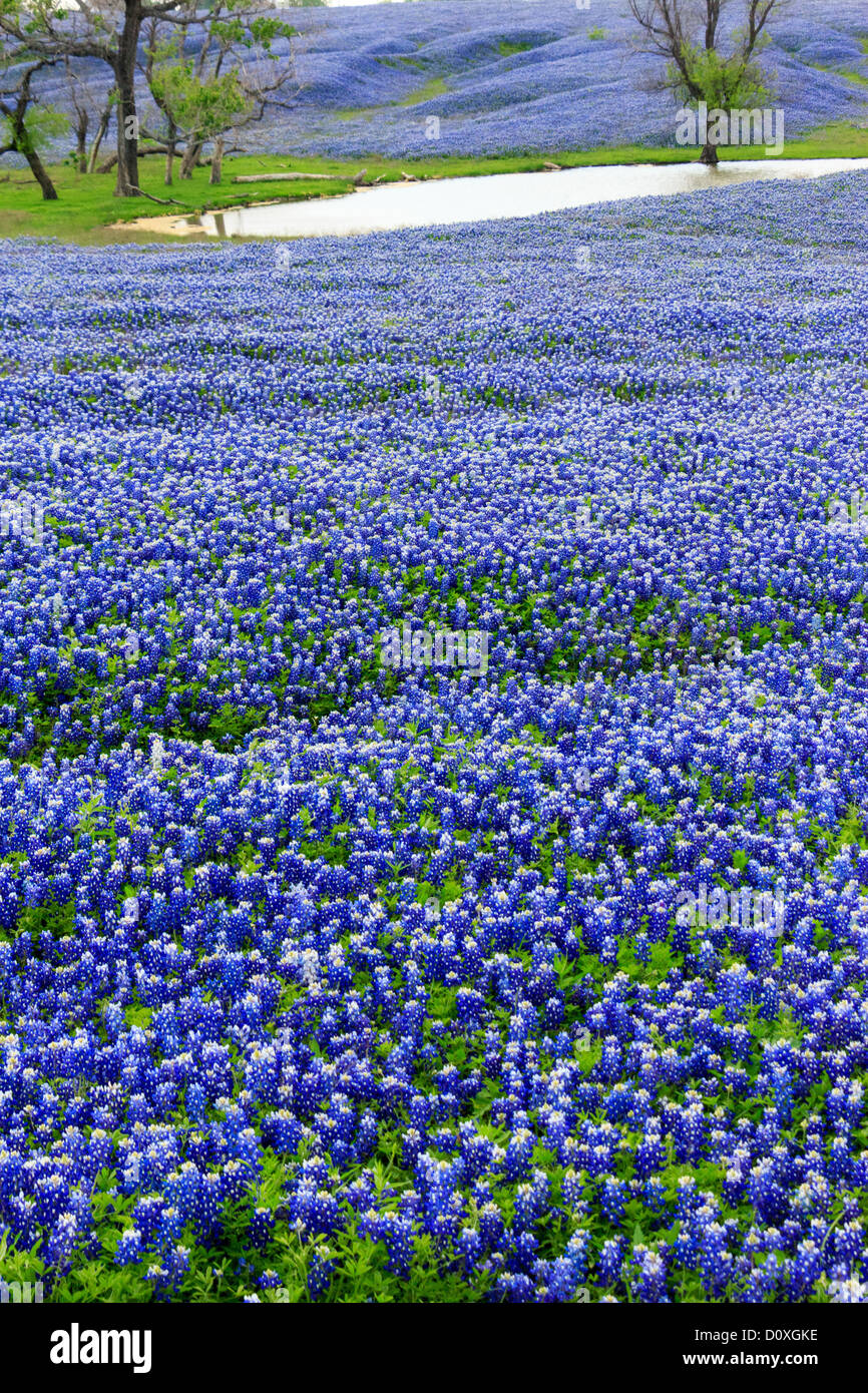 Ennis, Lupinus Texensis, Texas, USA, zweijährige Pflanze, Kornblumen Feld, Frühling, Pflanzen Stockfoto