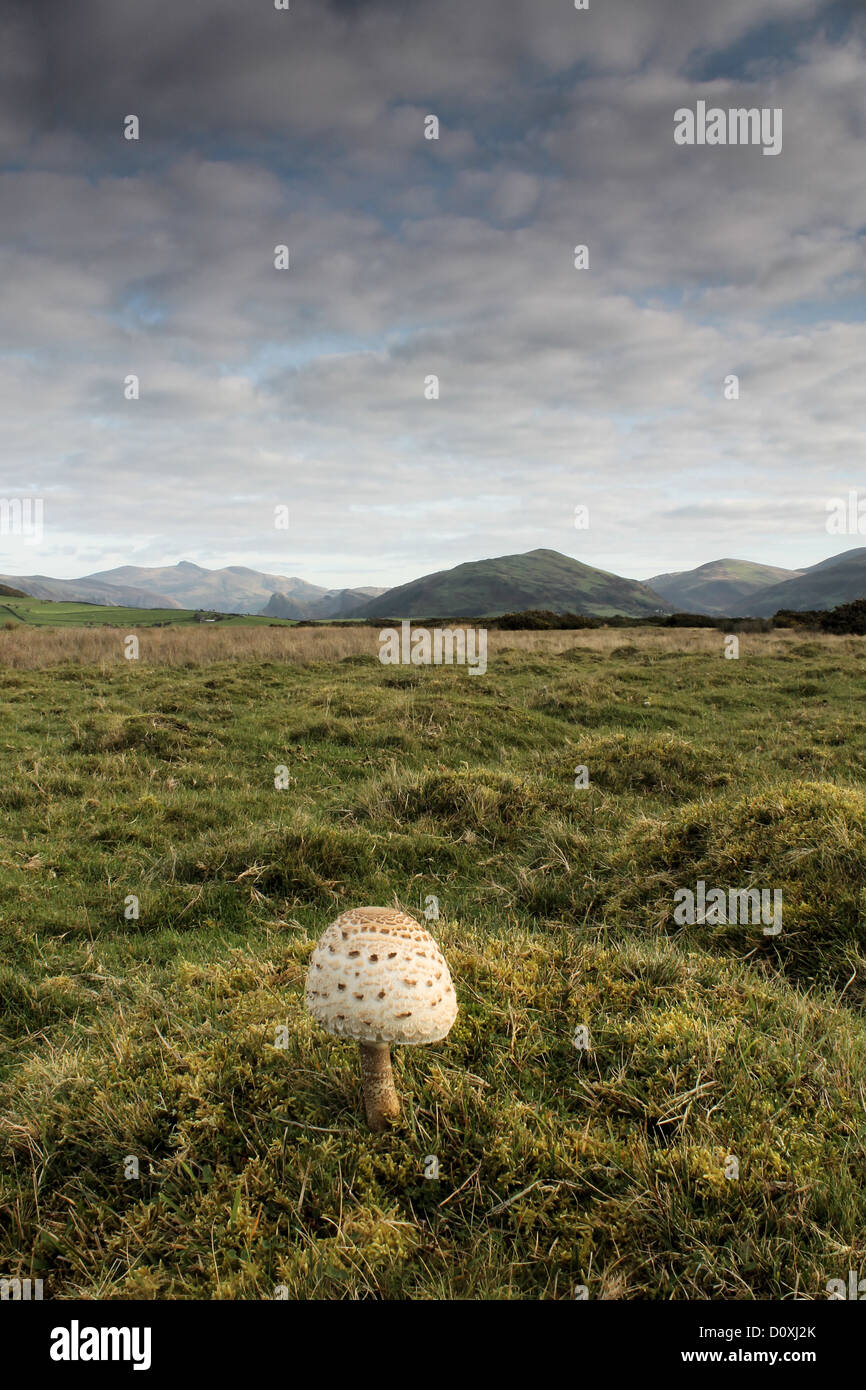 Stinkender Parasol Pilz auf Grünland in der Nähe von Tywyn Broadwater Wales Stockfoto