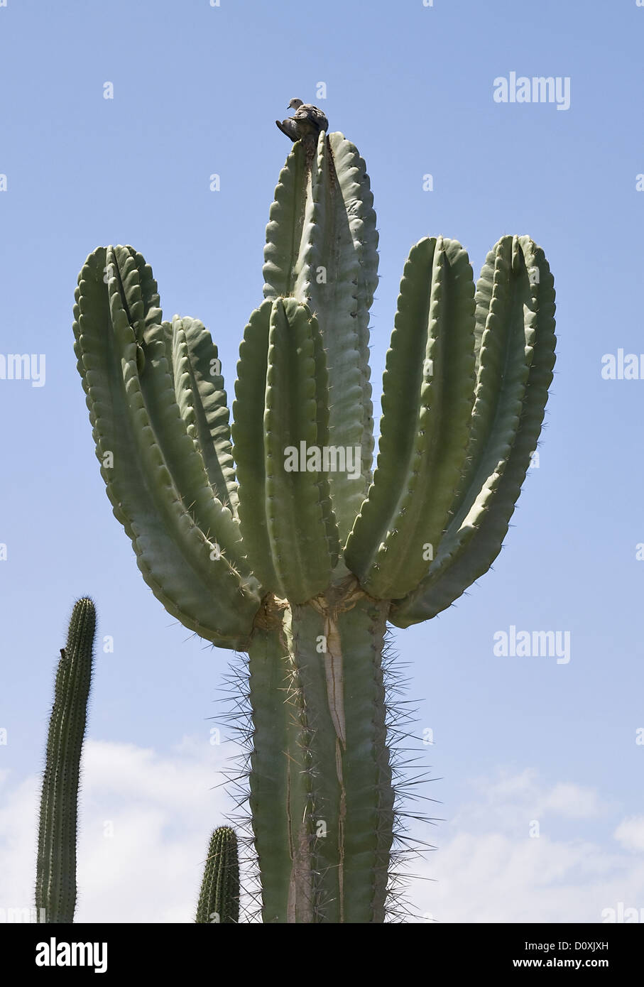 Groer grner Kaktus ber blauen Himmel Stockfotografie - Alamy
