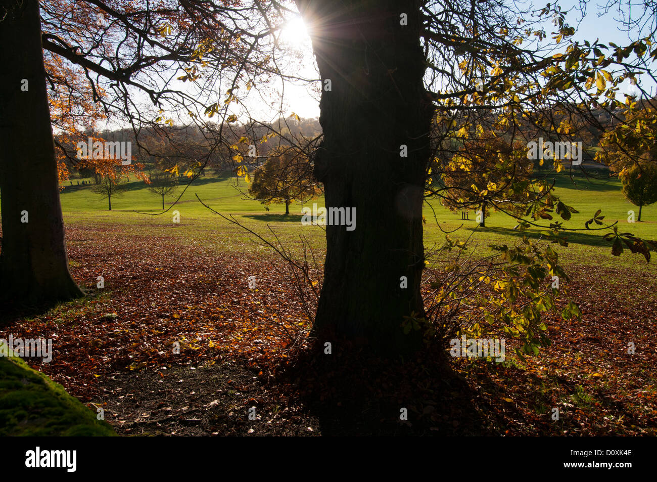 Herbst-Szene in Gadebridge Park, Hemel Hempstead, Hertfordshire, UK. Stockfoto