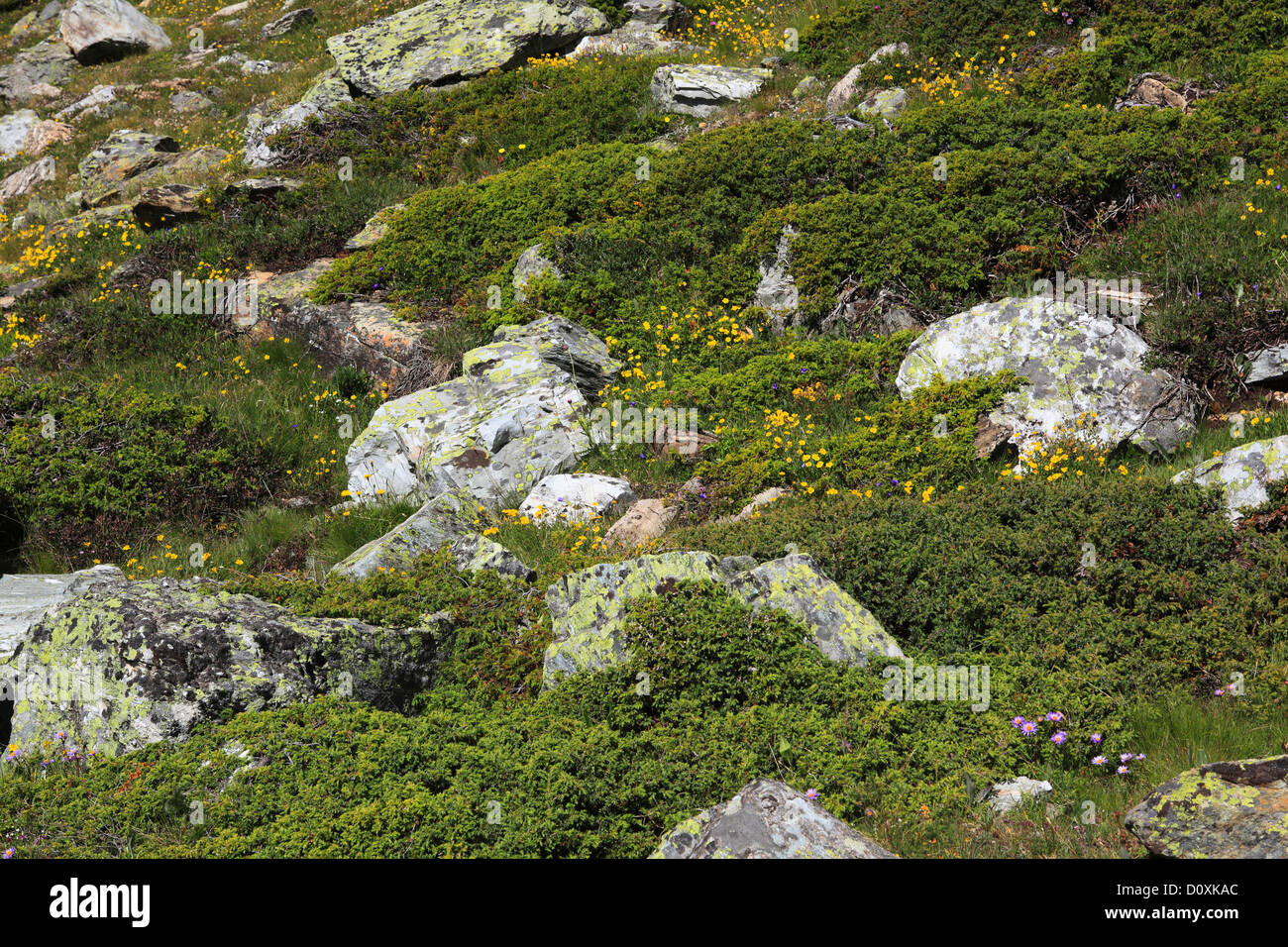Alpen, Alpenflora, Bergflora, Blume, Blumen, Blüte, gedeihen, Detail, Flora, Gebirge, Makro, Nahaufnahme, Schweiz, Stockfoto