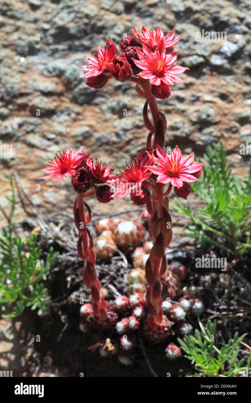 Alpen, Alpenflora, Bergflora, Blume, Blumen, Blüte, gedeihen, Detail, Flora, Gebirge, Hauswurz, Live-forever, Makro Stockfoto