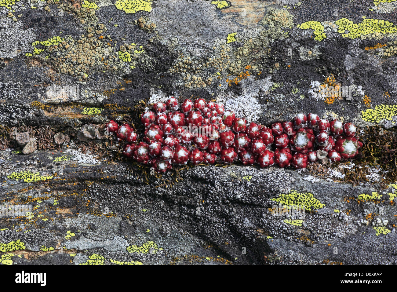 Alpen, Alpenflora, Bergflora, Blume, Blumen, Blüte, gedeihen, Detail, Pflanzen, Berge, Schweiz, Europa, Schweizer Alp Stockfoto