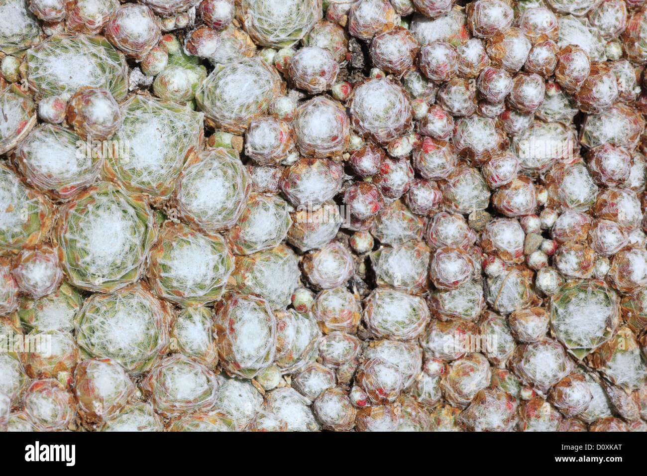 Alpen, Alpenflora, Bergflora, Blume, Blumen, Blüte, gedeihen, Detail, Flora, Gebirge, Hauswurz, Live-forever, Makro Stockfoto