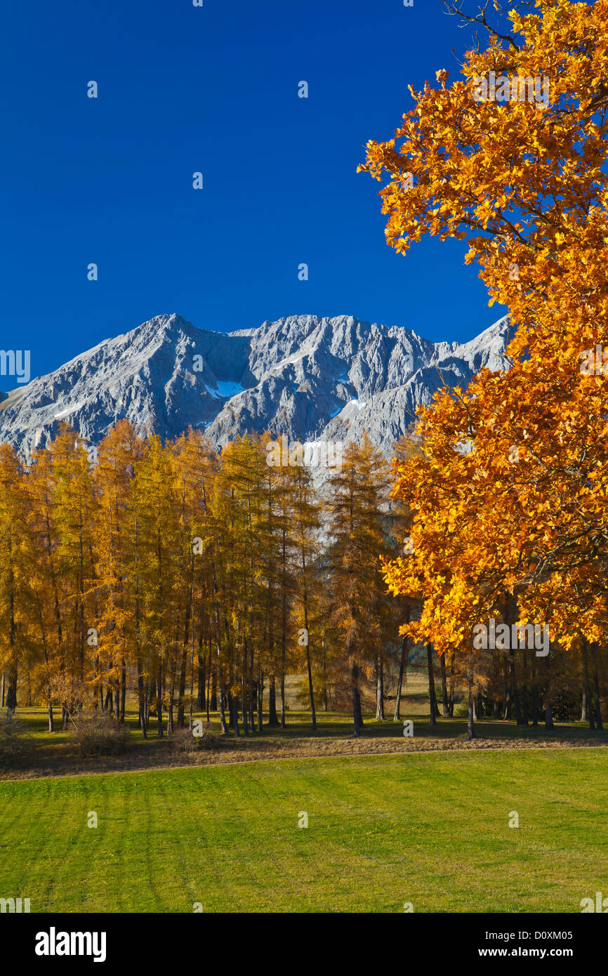 Österreich, Europa, Tirol, Tirol, Mieming, Kette, plateau, Mieming, Eiche, Baum, Herbst, Orange, blau, Berge, Mieming, Kette, Fol Stockfoto