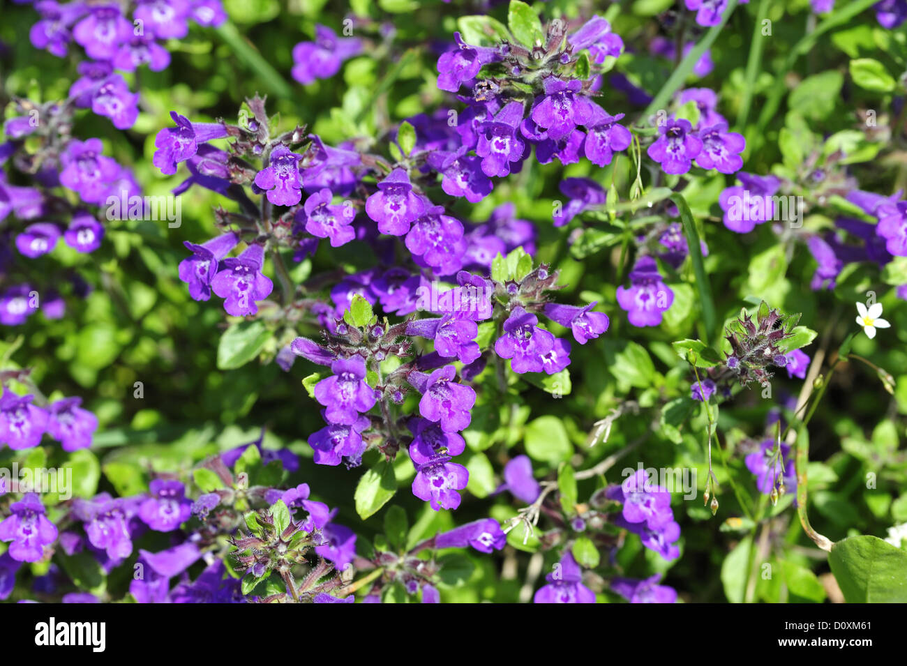 Echte Betonie Stockfotos und bilder Kaufen Alamy