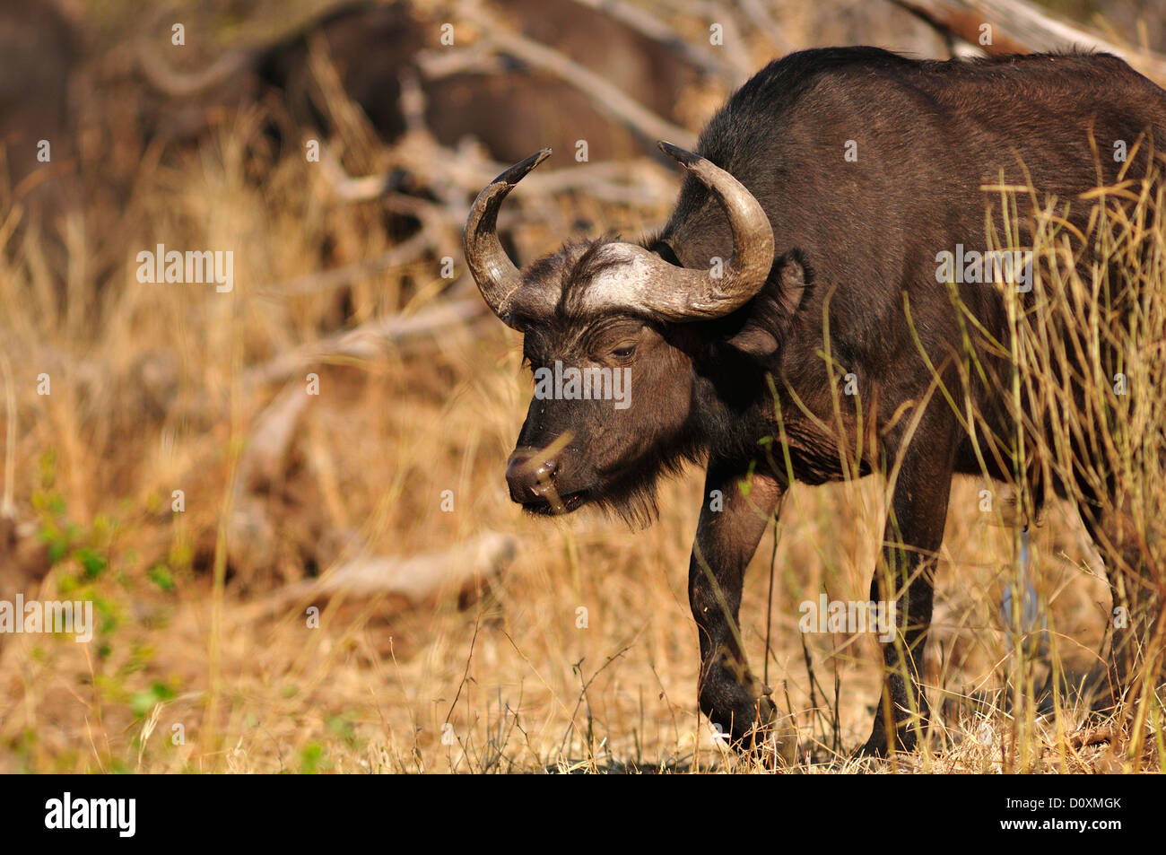 Afrika, Botswana, Chobe, National Park, Safari, Horizontal, Wildtiere, Buffalo, Tier, Syncerus Caffer Stockfoto