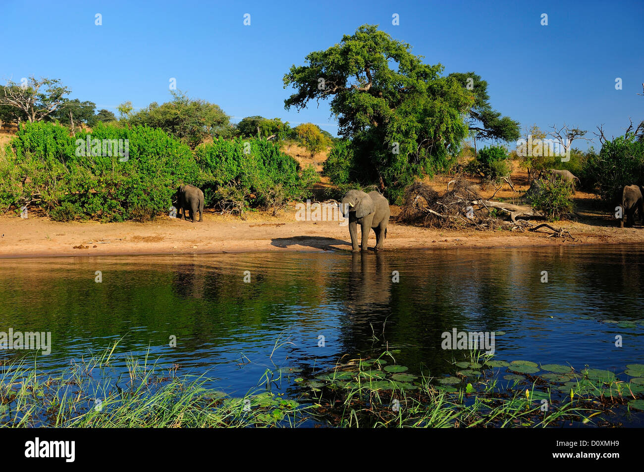 Afrika, Botswana, Chobe, National Park, Elefant, Tier, Safari, Wasser, Fluss, Tier, Säugetier, Loxodonta African, Horizontal Stockfoto