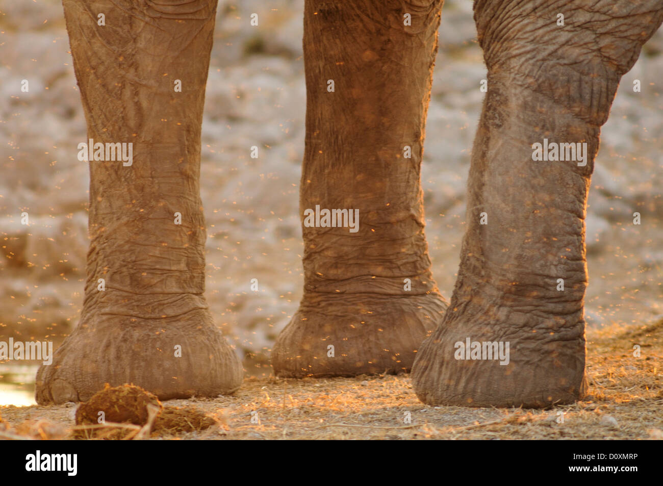 Etosha, Nationalpark, Namibia, Warm, Afrika, Afrika, Tier, Dämmerung, Elefant, Tier, Horizontal, Beine, Beleuchtung, Ebenen, Safar Stockfoto