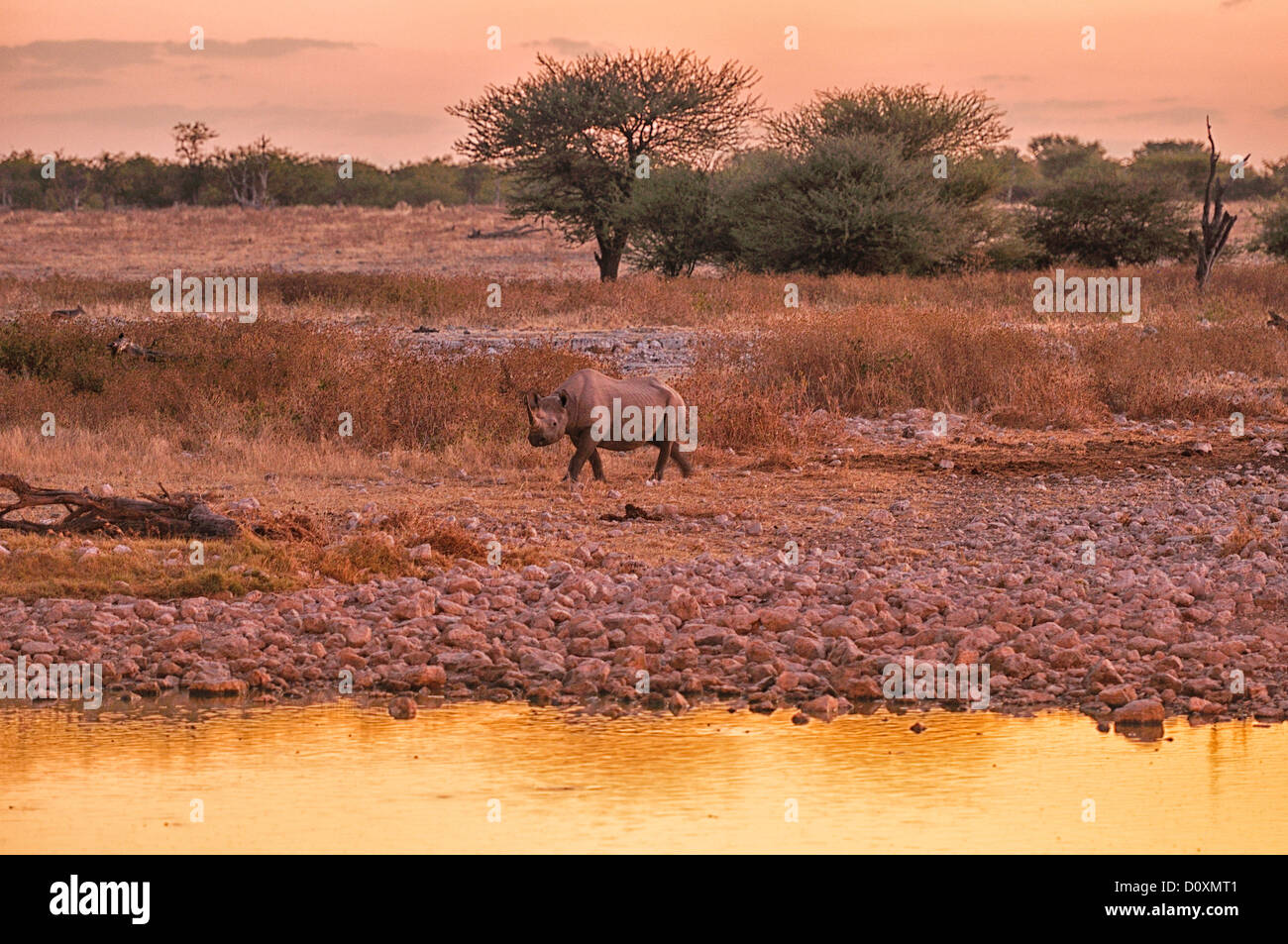 Afrika, Etosha Nationalpark, Namibia, Warm, Dämmerung, horizontal, Rhino, Tier, Sonnenuntergang, Sonnenuntergang, Wandern, beobachten, Wasser, Wateri Stockfoto