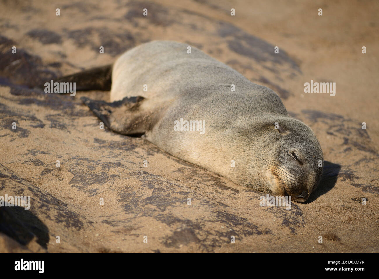 Afrika, Cape Cross, Namibia, Robbenkolonie, Dichtung, Tiere, Skeleton Coast, Strand, Verlegung, Säugetier, Ozean, Seelöwen, Tier, Sonnenbad Stockfoto Afrika, Cape Cross, Namibia, Robbenkolonie, Dichtung, Tiere, Skeleton Coast, Strand, Verlegung, Säugetier, Ozean, Seelöwen, Tier, Sonnenbad Stockfoto