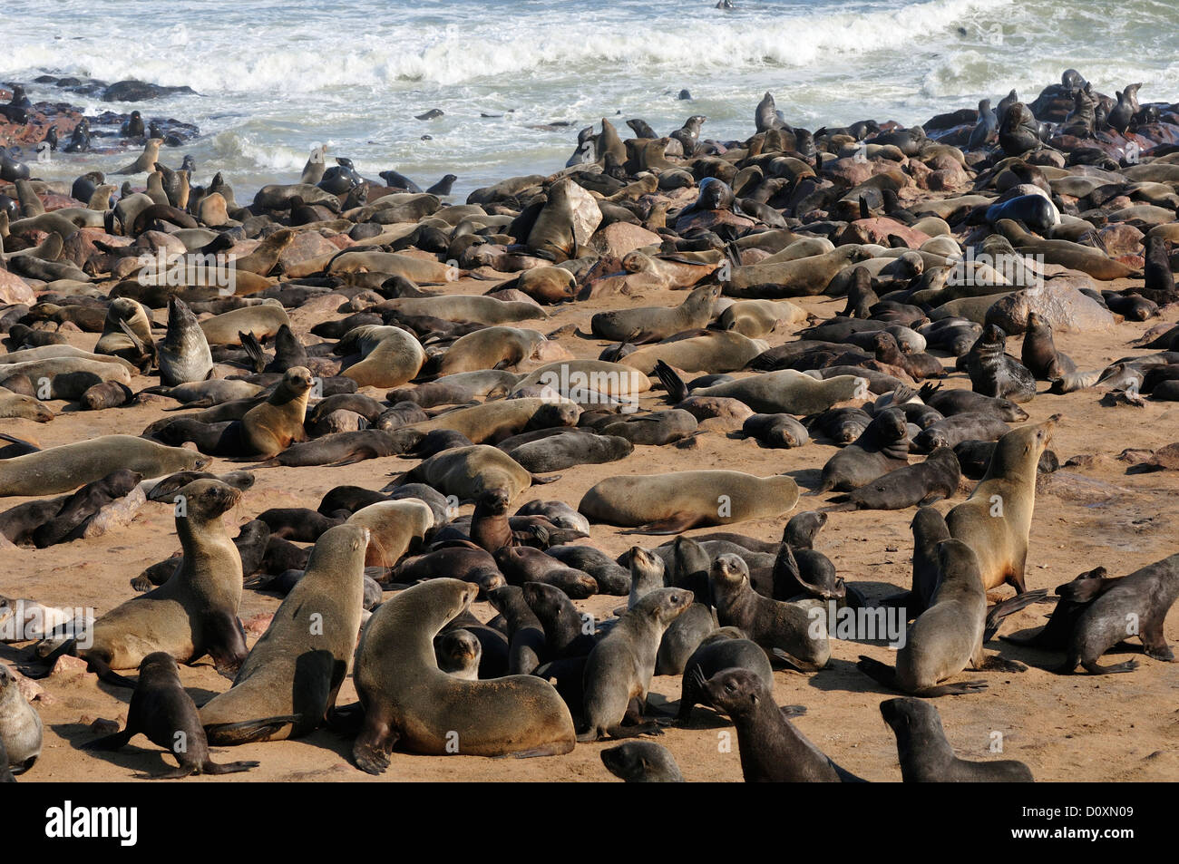 Afrika, Cape Cross, Namibia, Robbenkolonie, Dichtungen, Tiere, Skeleton Coast, Strand, Verlegung, Säugetier, Ozean, Seelöwen, Tier, Sunbat Stockfoto Afrika, Cape Cross, Namibia, Robbenkolonie, Dichtungen, Tiere, Skeleton Coast, Strand, Verlegung, Säugetier, Ozean, Seelöwen, Tier, Sunbat Stockfoto