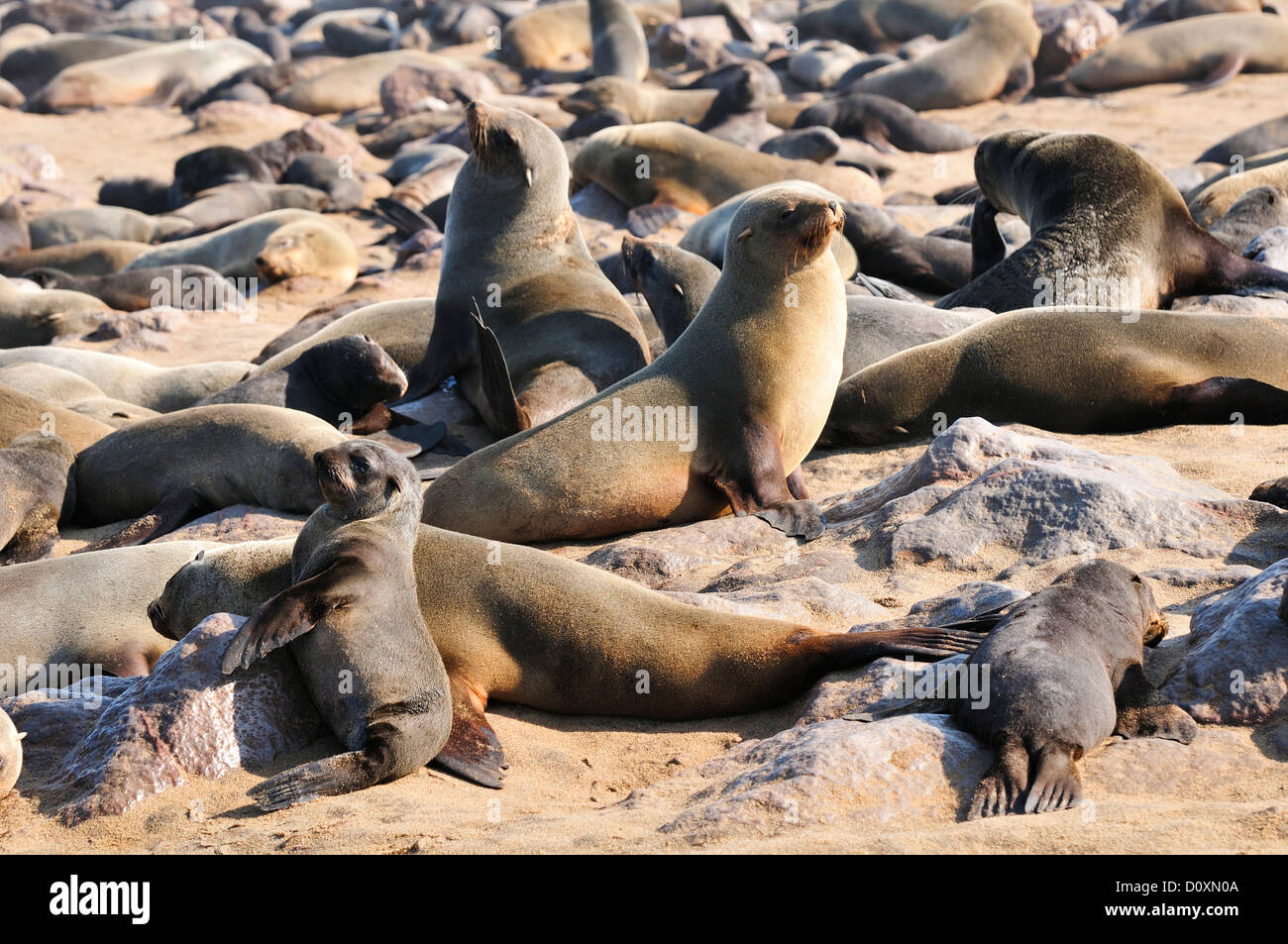 Afrika, Cape Cross, Namibia, Robbenkolonie, Dichtungen, Tiere, Skeleton Coast, Strand, Verlegung, Säugetier, Ozean, Seelöwen, Tier, Sunbat Stockfoto Afrika, Cape Cross, Namibia, Robbenkolonie, Dichtungen, Tiere, Skeleton Coast, Strand, Verlegung, Säugetier, Ozean, Seelöwen, Tier, Sunbat Stockfoto