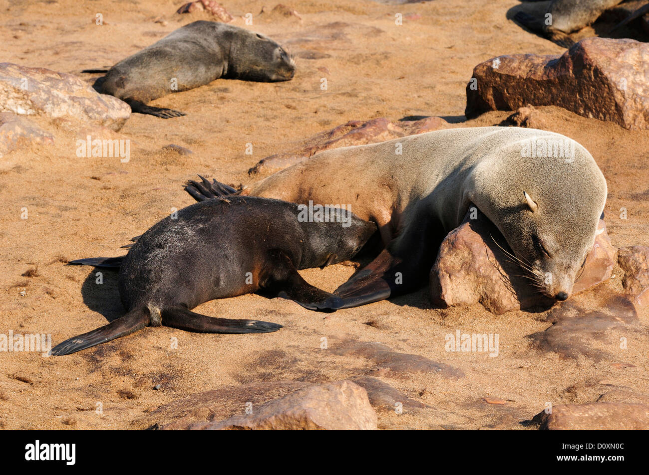 Afrika, Cape Cross, Namibia, Robbenkolonie, Dichtungen, Tiere, Skeleton Coast, Strand, Verlegung, Säugetier, Ozean, Seelöwen, Tier, Sunbat Stockfoto Afrika, Cape Cross, Namibia, Robbenkolonie, Dichtungen, Tiere, Skeleton Coast, Strand, Verlegung, Säugetier, Ozean, Seelöwen, Tier, Sunbat Stockfoto