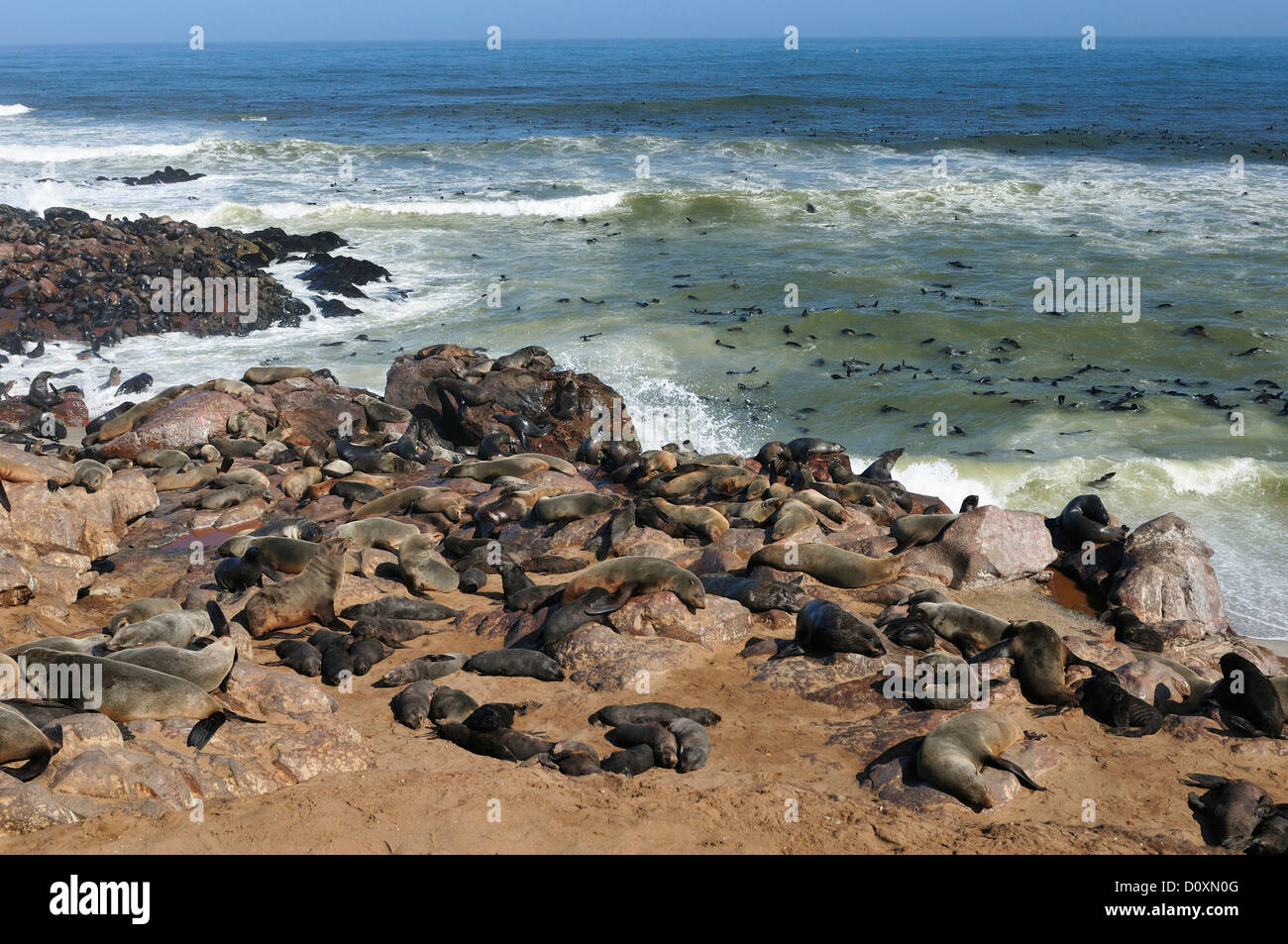 Afrika, Cape Cross, Namibia, Robbenkolonie, Dichtungen, Tiere, Skeleton Coast, Strand, Verlegung, Säugetier, Ozean, Seelöwen, Tier, Sunbat Stockfoto Afrika, Cape Cross, Namibia, Robbenkolonie, Dichtungen, Tiere, Skeleton Coast, Strand, Verlegung, Säugetier, Ozean, Seelöwen, Tier, Sunbat Stockfoto