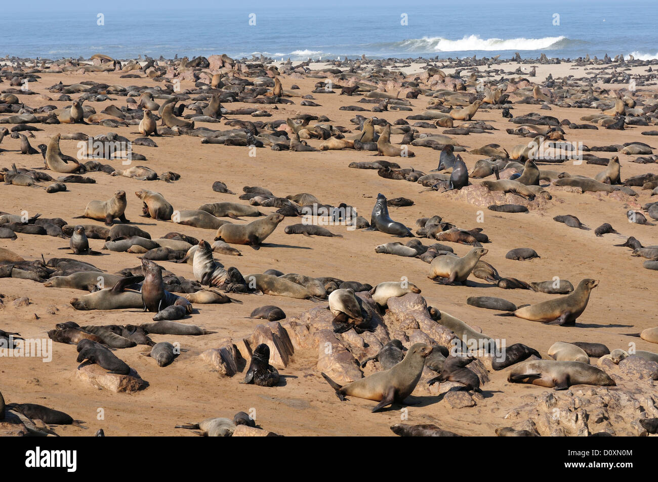 Afrika, Cape Cross, Namibia, Robbenkolonie, Dichtungen, Tiere, Skeleton Coast, Erwachsene, Babys, Baby, Strand, Verlegung, faul, Säugetier, Ocea Stockfoto Afrika, Cape Cross, Namibia, Robbenkolonie, Dichtungen, Tiere, Skeleton Coast, Erwachsene, Babys, Baby, Strand, Verlegung, faul, Säugetier, Ocea Stockfoto