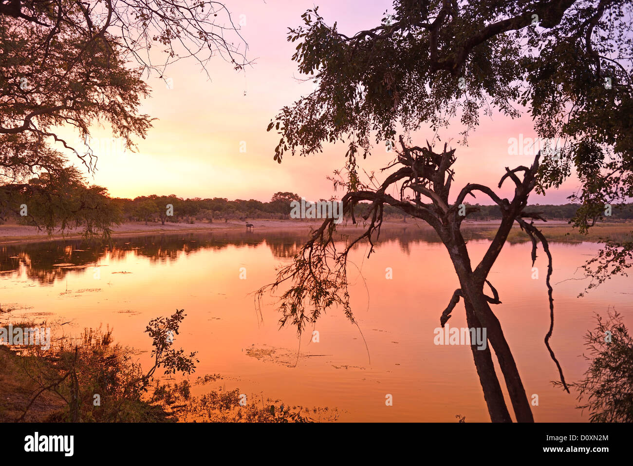 Afrika, Bwa Bwata, National Park, Caprivi, Horseshoe Bend, Kwando Fluss, Namibia, Bäume, bunt, Farben, horizontal, rosa, Pur Stockfoto