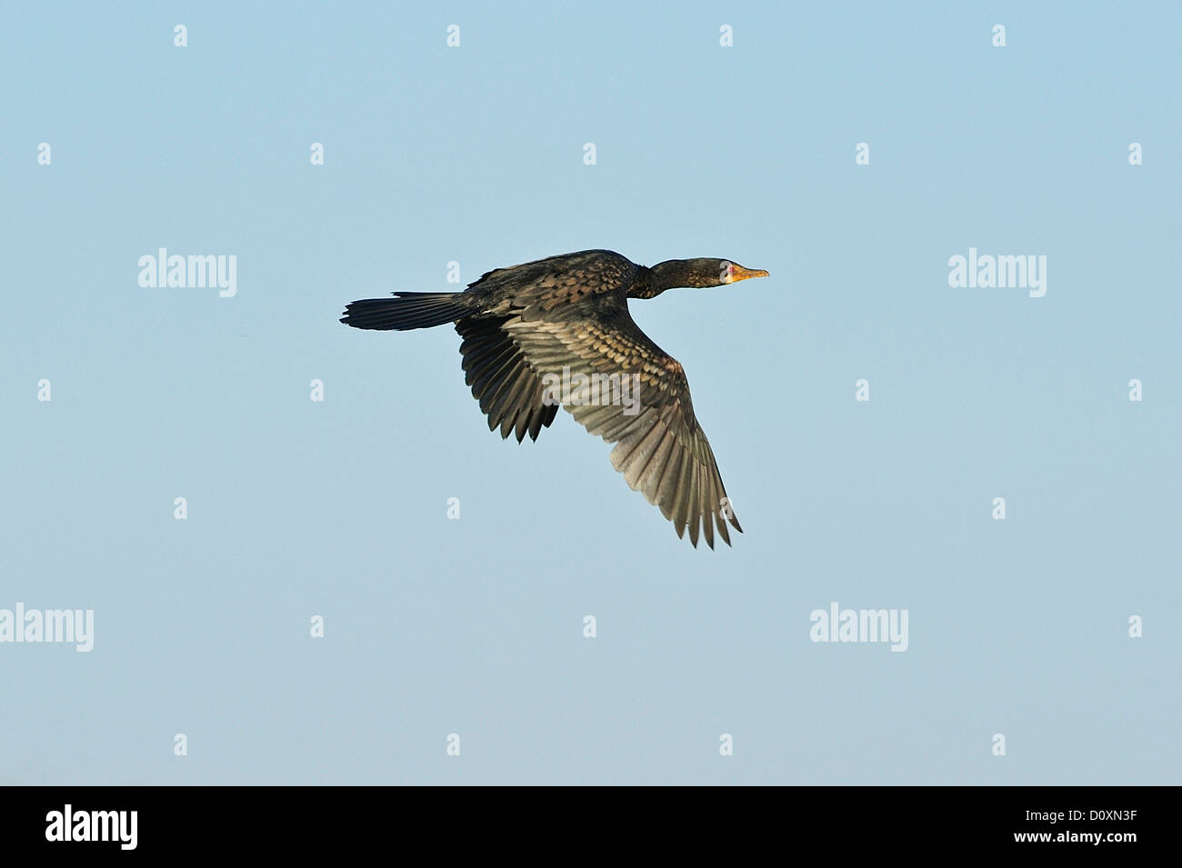 Afrika, blauer Himmel, Bwa Bwata, National Park, Caprivi, Namibia, Vogel, fliegen, fliegen, Sommer Stockfoto